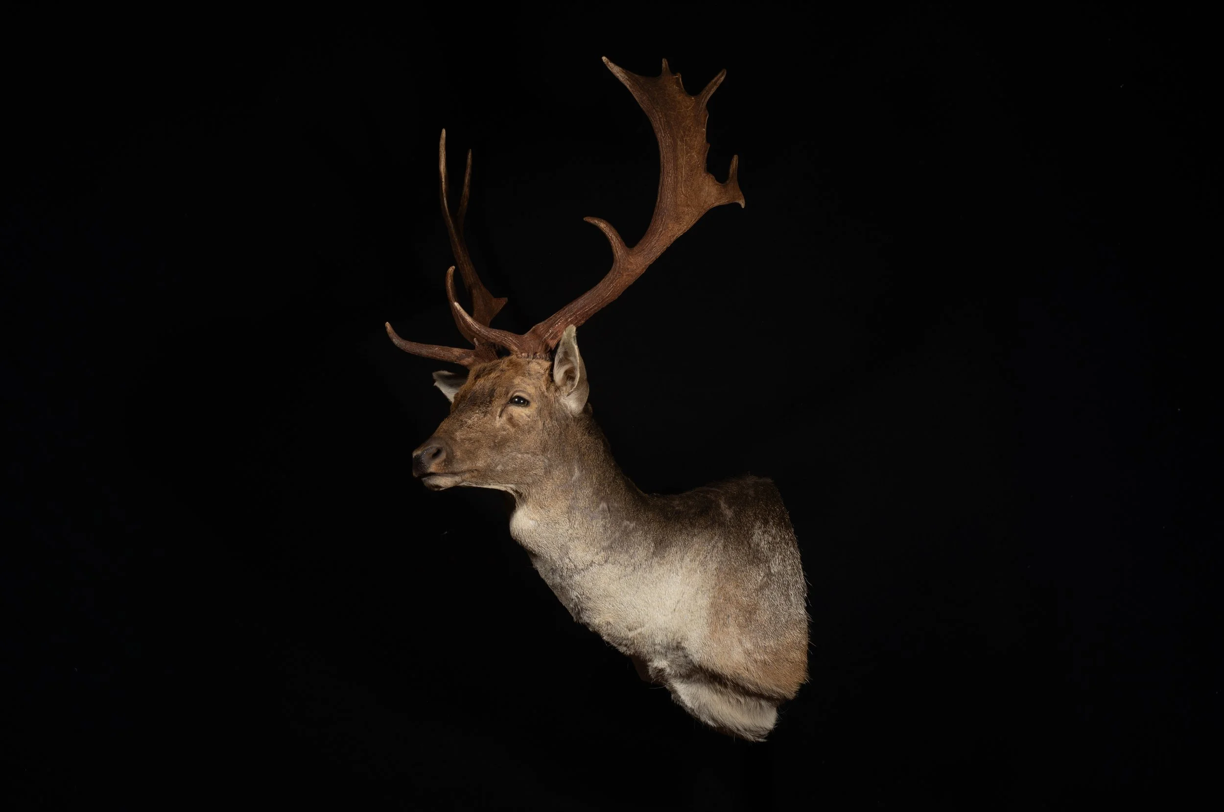 Fallow Deer Buck Mount by Central West NSW Taxidermists, Porterhouse Taxidermy