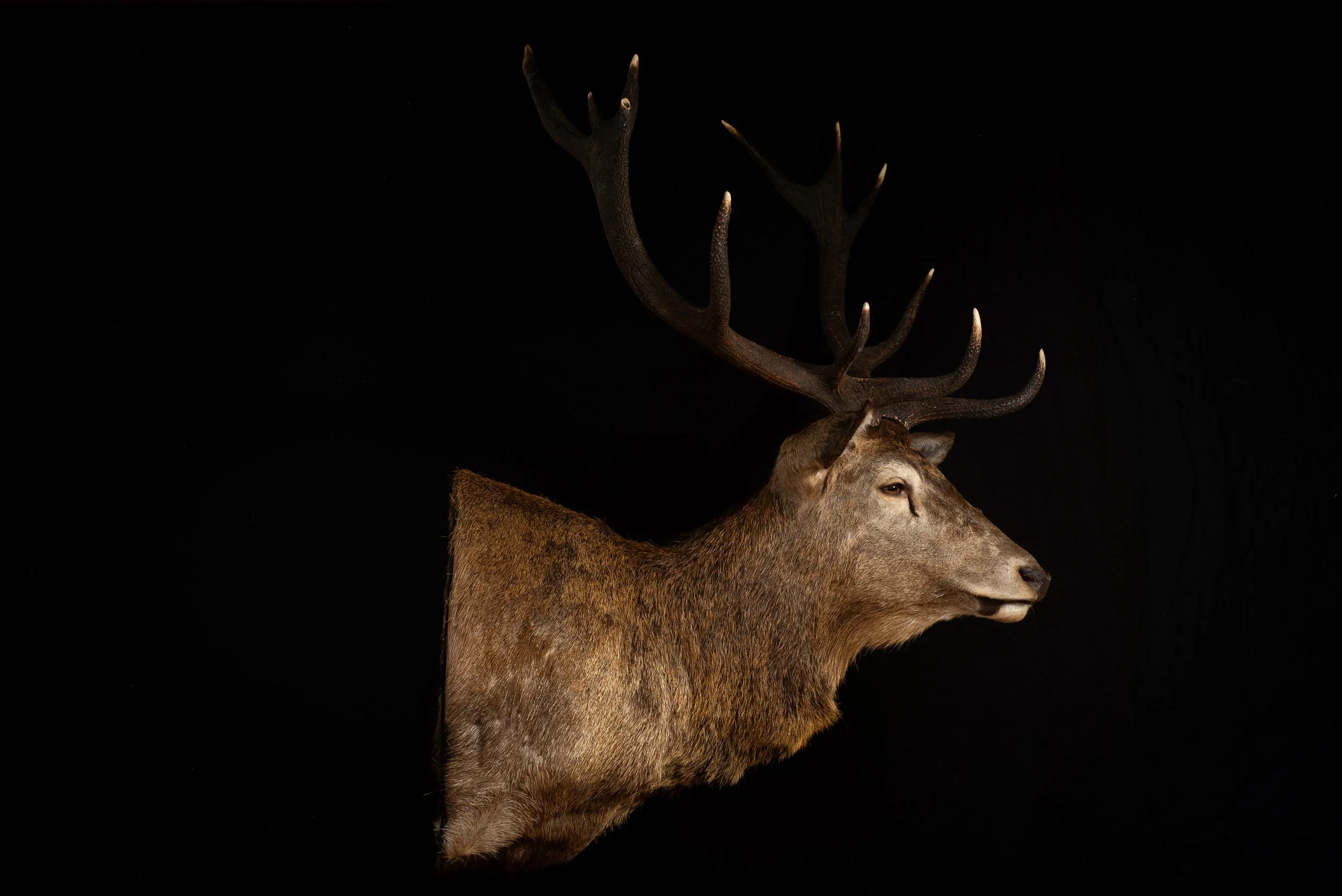 Red Deer Stag,  Australia. Porterhouse Taxidermy. Central West NSW, Cowra Area. Taxidermists. Deer Hunting Australia.