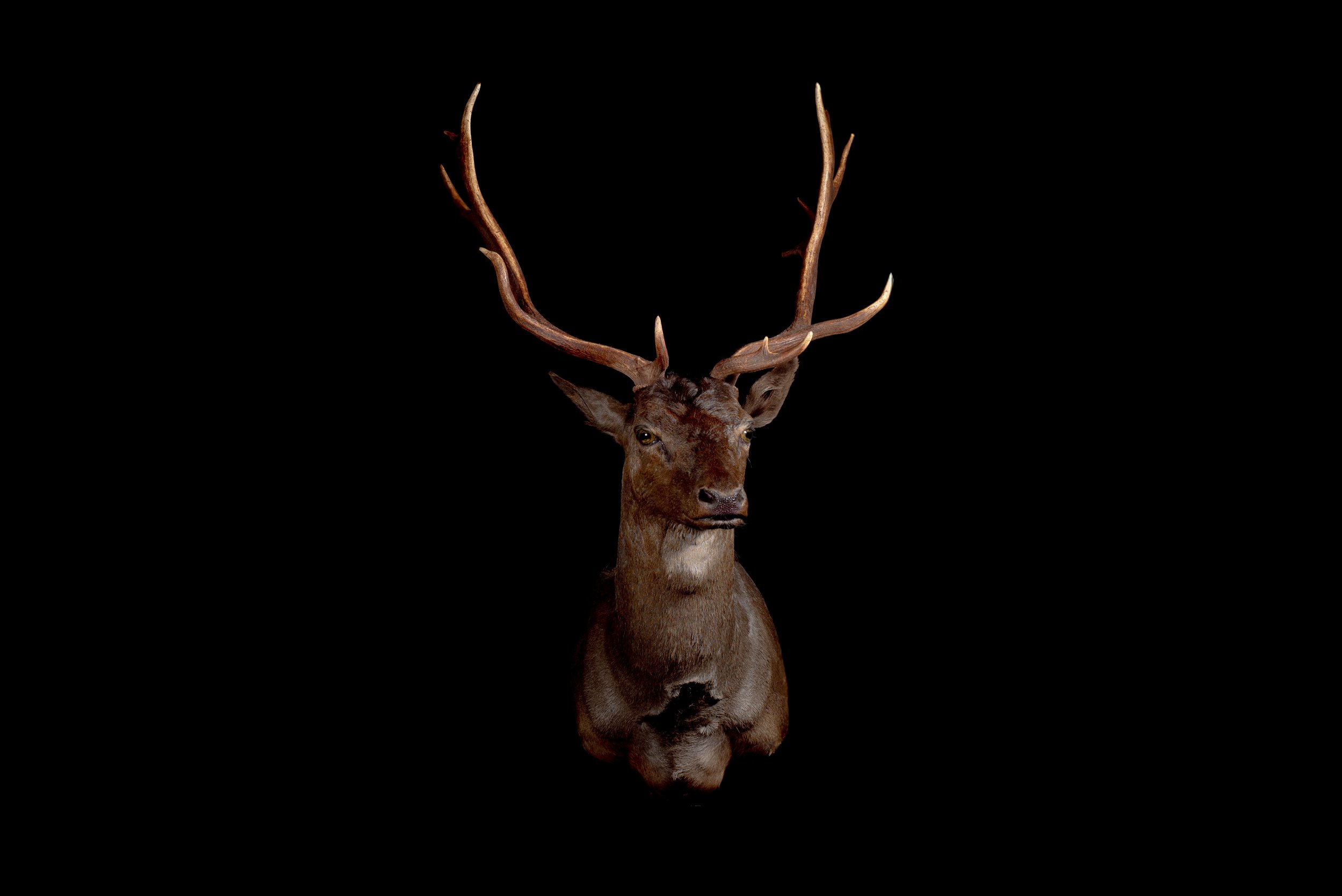 Fallow Deer Buck Mount by Central West NSW Taxidermists, Porterhouse Taxidermy