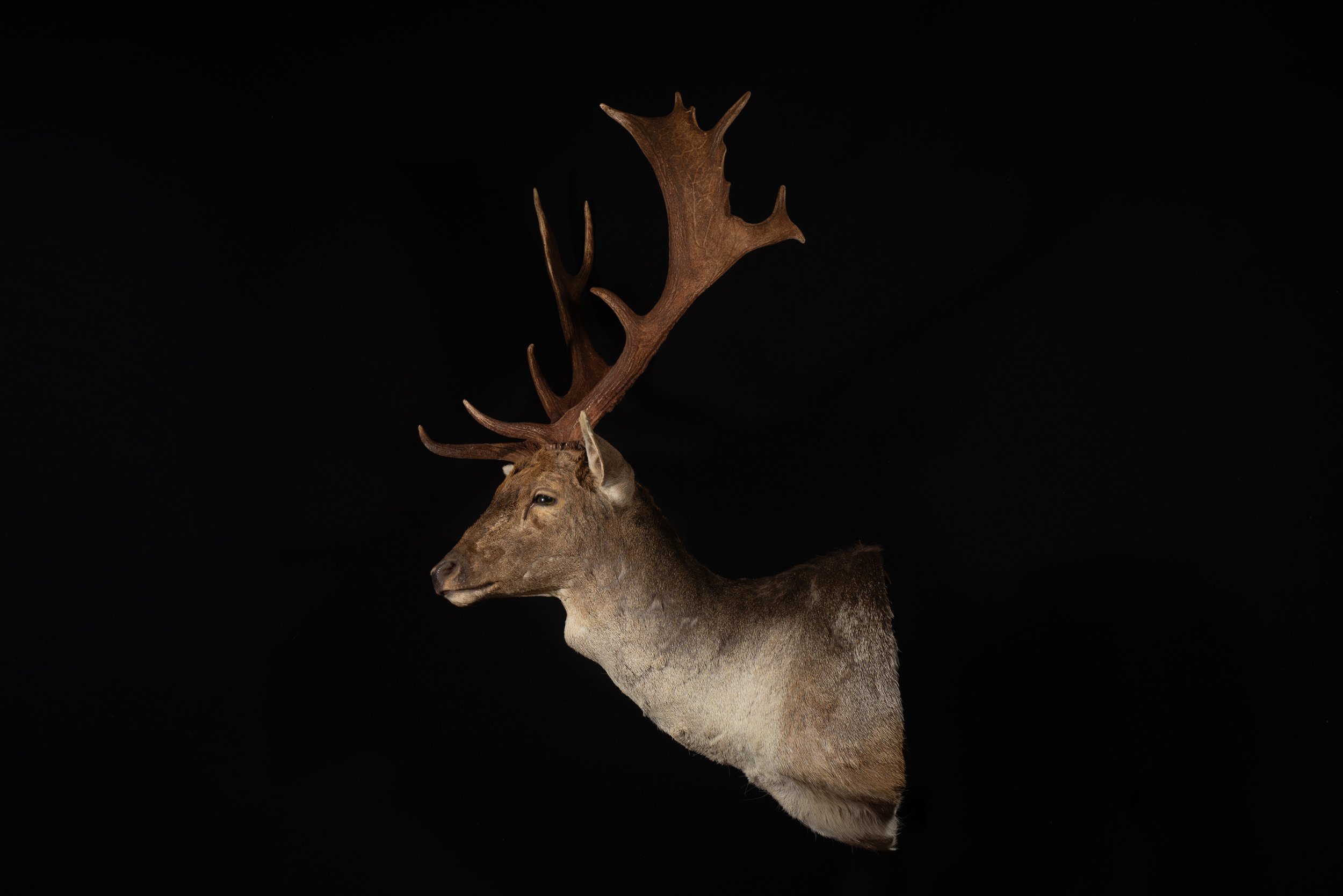 Fallow Deer Buck Mount by Central West NSW Taxidermists, Porterhouse Taxidermy