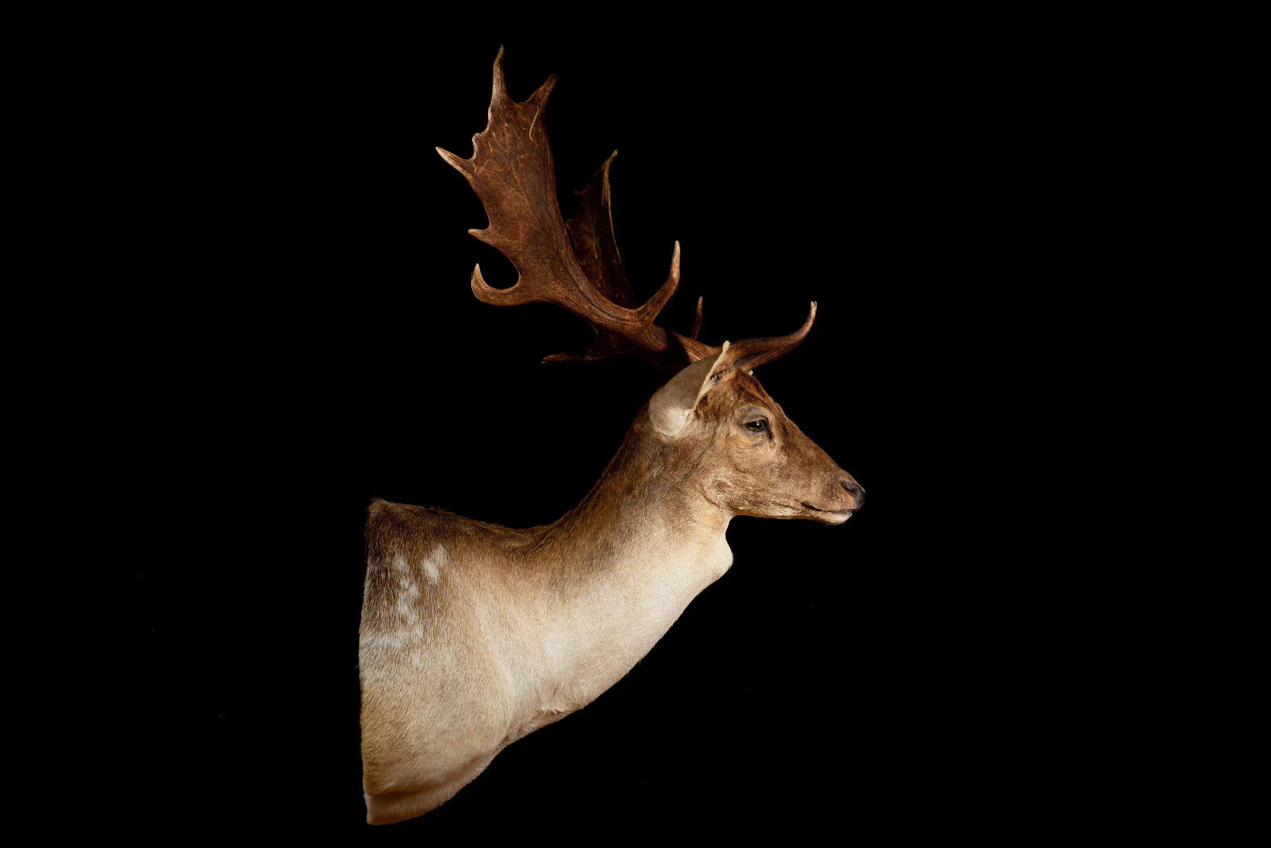 Fallow Deer Buck Mount by Central West NSW Taxidermists, Porterhouse Taxidermy