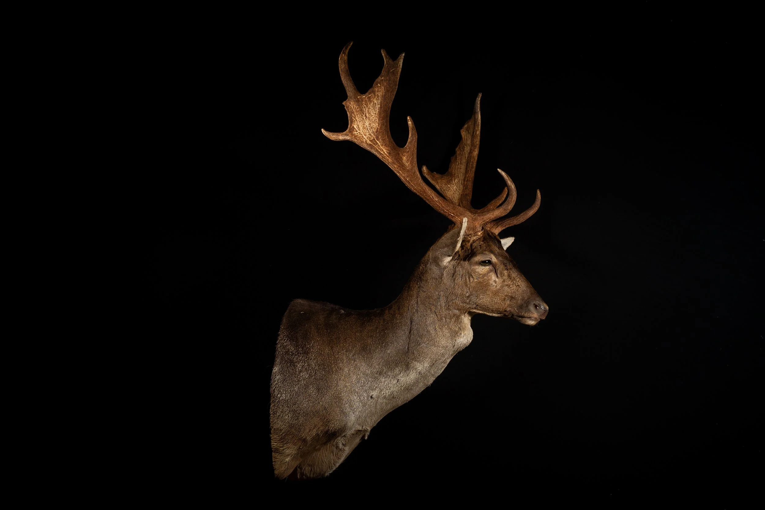 Fallow Deer Buck Mount by Central West NSW Taxidermists, Porterhouse Taxidermy