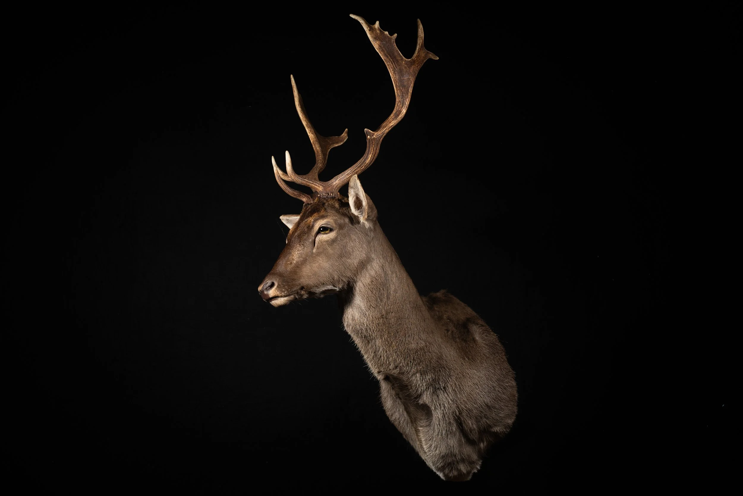 Fallow Deer Buck Mount by Central West NSW Taxidermists, Porterhouse Taxidermy