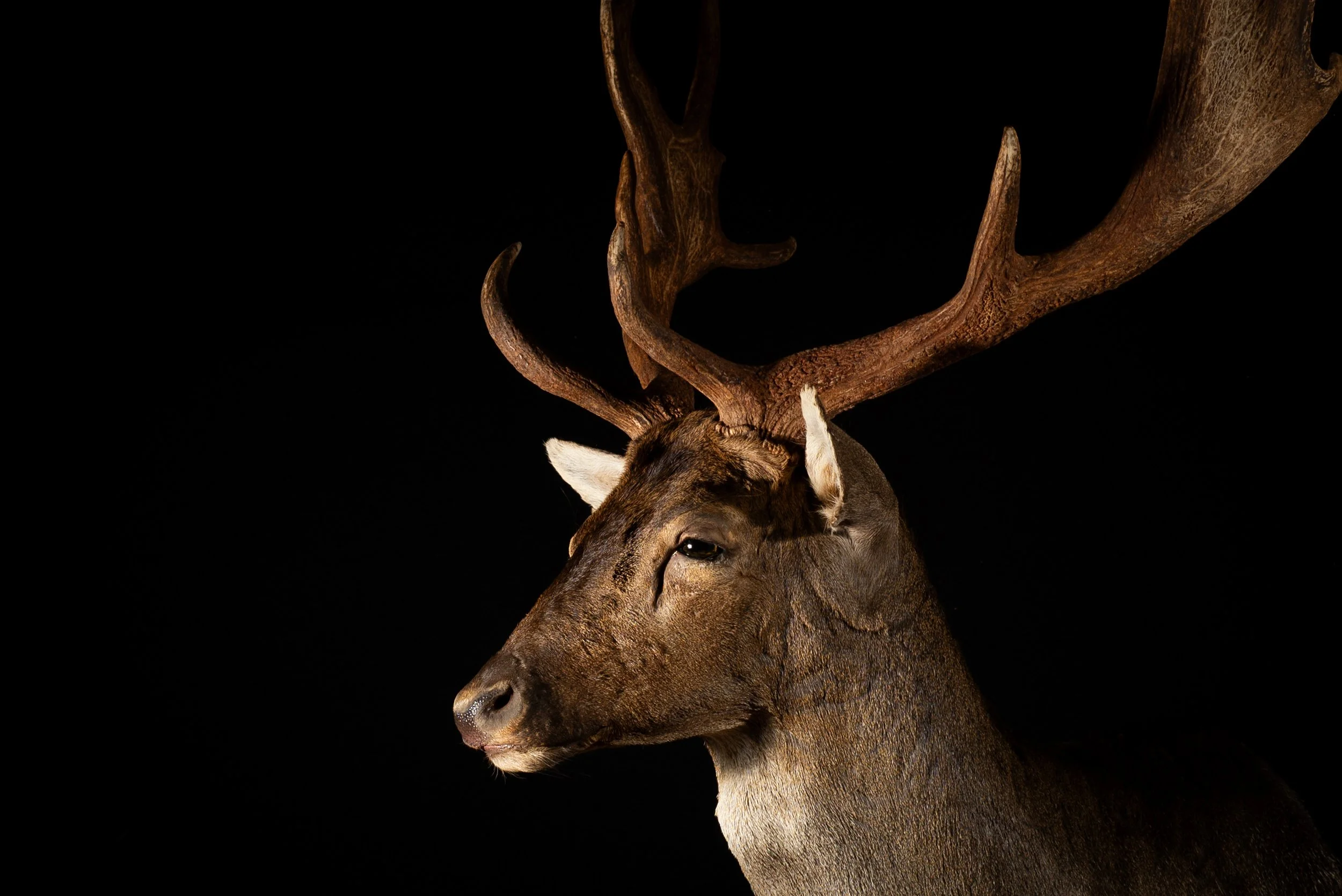 Fallow Deer Buck Mount by Central West NSW Taxidermists, Porterhouse Taxidermy