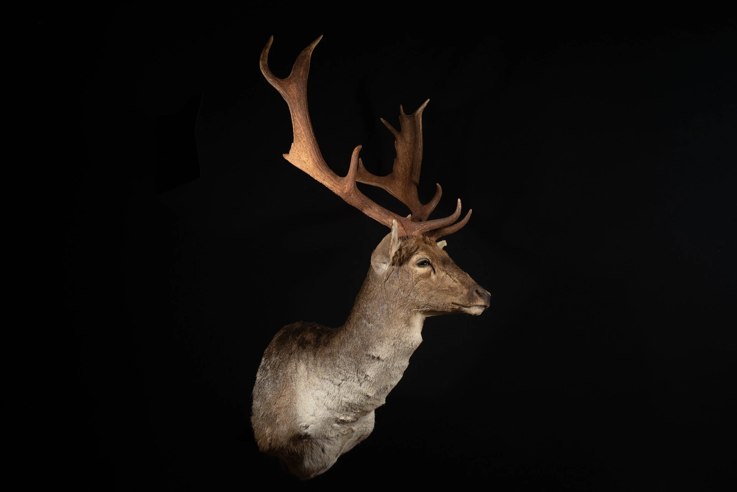 Fallow Deer Buck Mount by Central West NSW Taxidermists, Porterhouse Taxidermy
