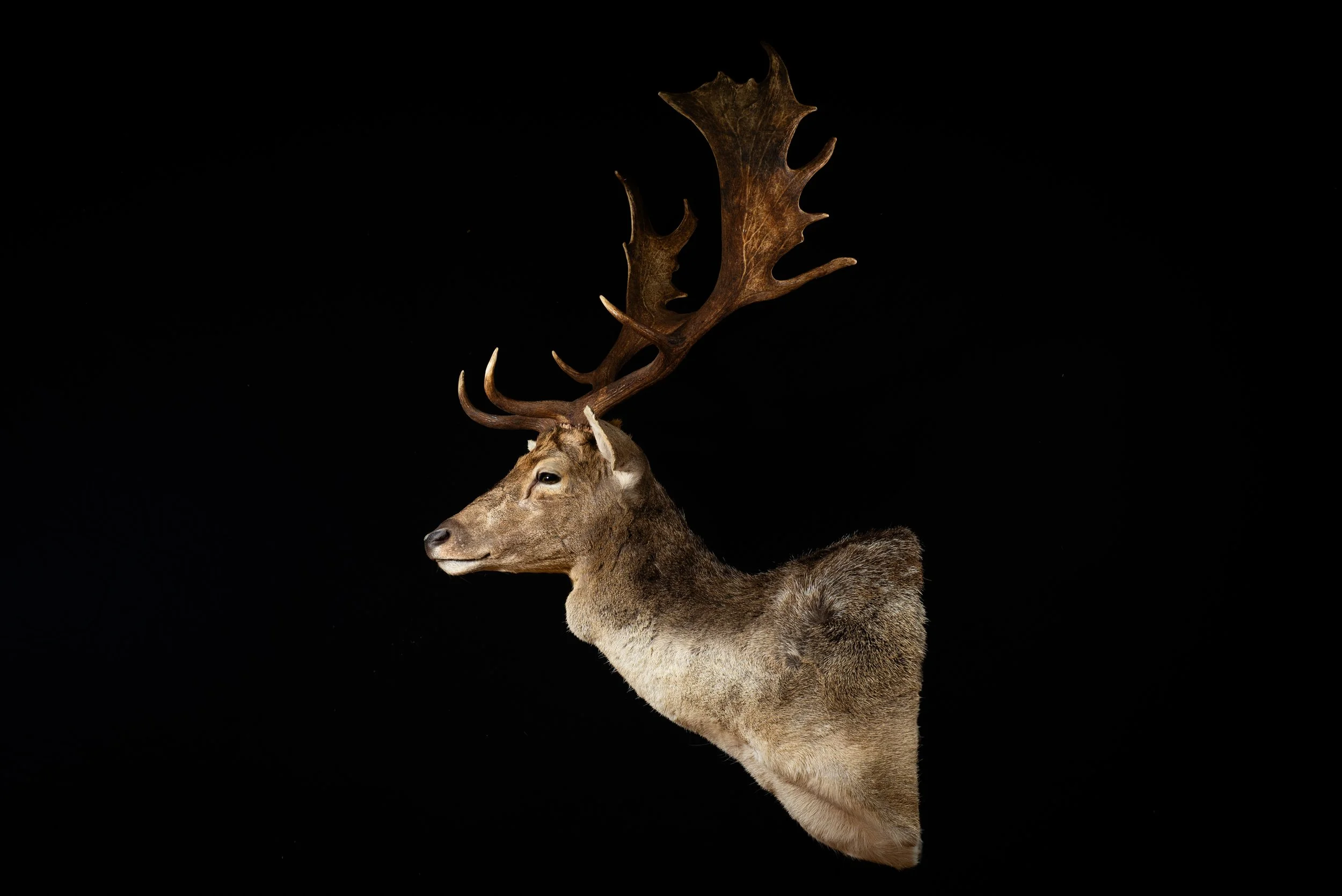 Fallow Deer Buck Mount by Central West NSW Taxidermists, Porterhouse Taxidermy