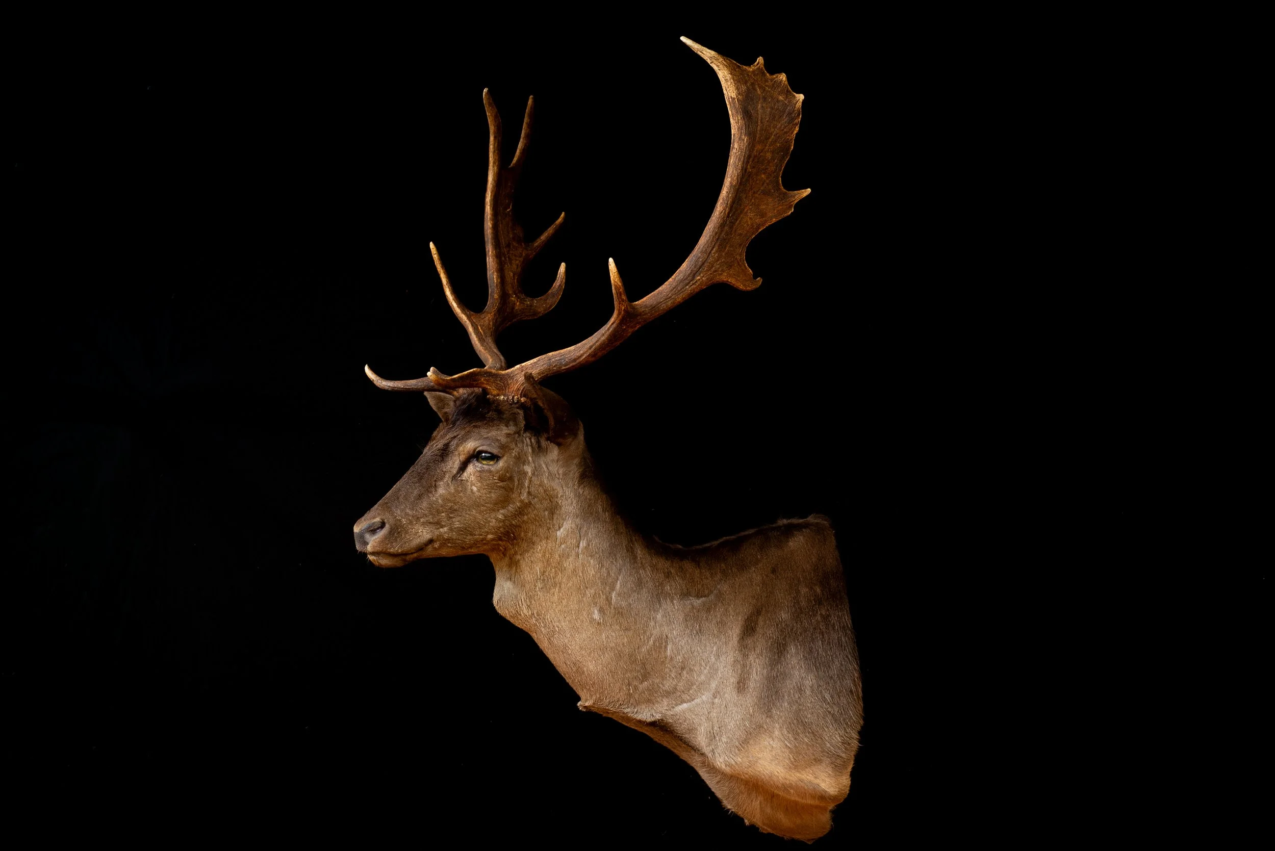 Fallow Deer Buck Mount by Central West NSW Taxidermists, Porterhouse Taxidermy