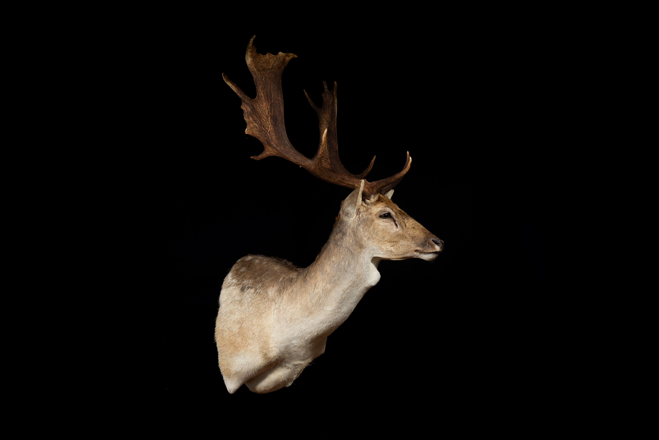 Fallow Deer Buck Mount by Central West NSW Taxidermists, Porterhouse Taxidermy