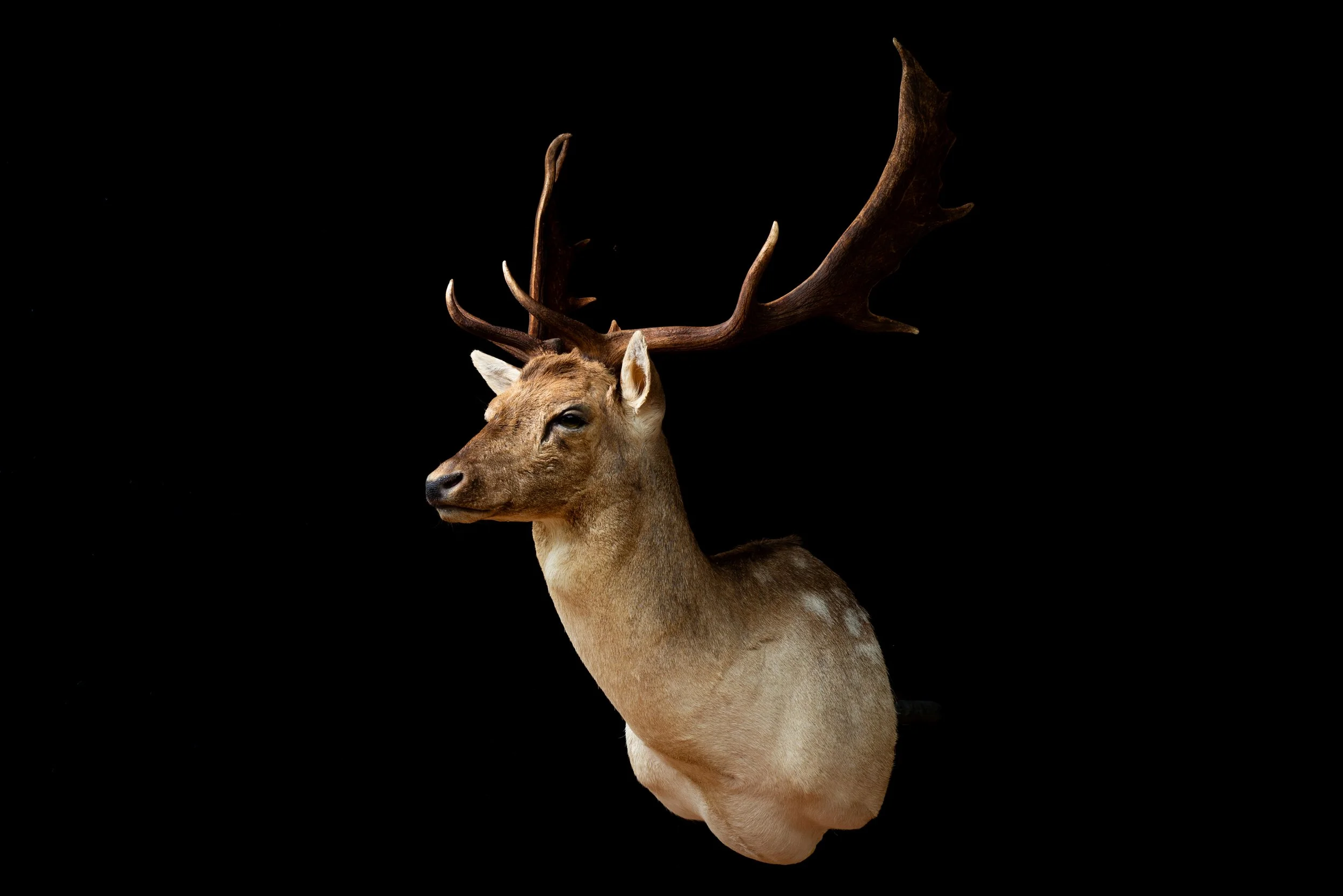Fallow Deer Buck Mount by Central West NSW Taxidermists, Porterhouse Taxidermy