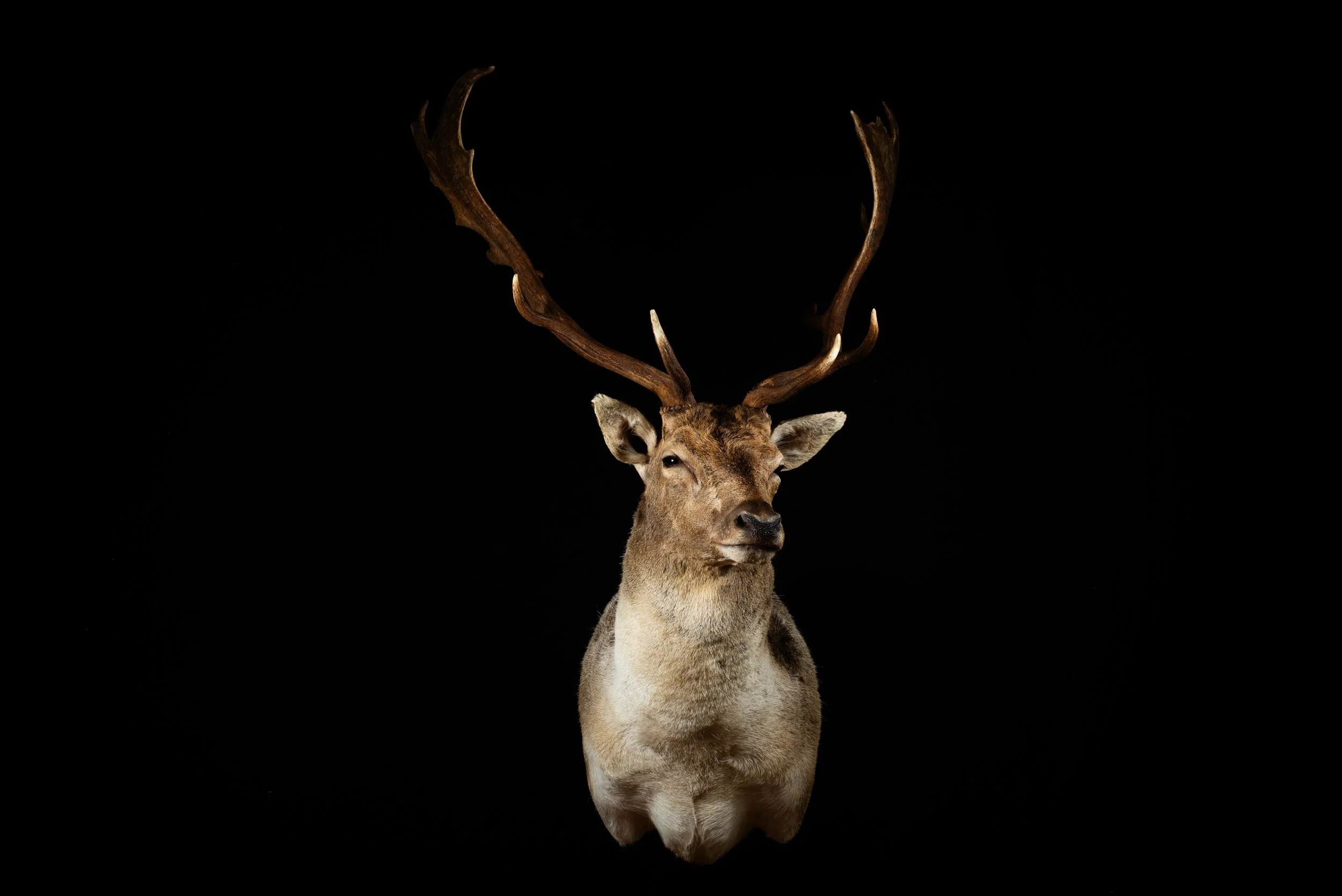 Fallow Deer Buck Mount by Central West NSW Taxidermists, Porterhouse Taxidermy