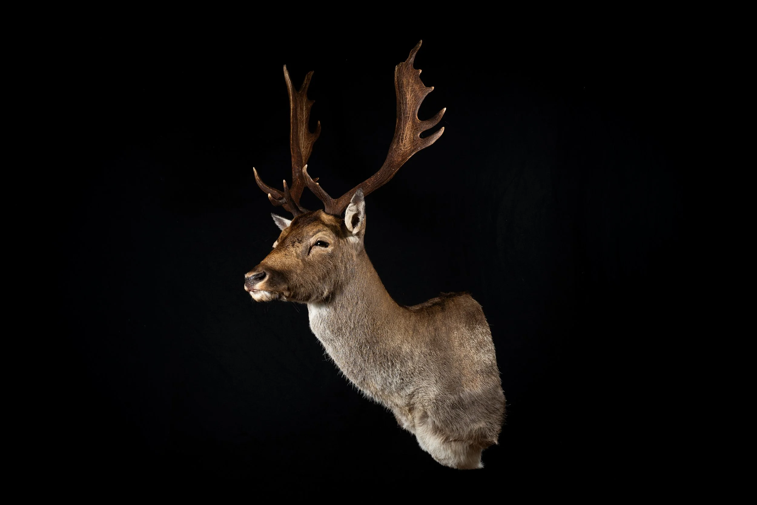 Winter Fallow Deer Buck Mount by Central West NSW Taxidermists, Porterhouse Taxidermy