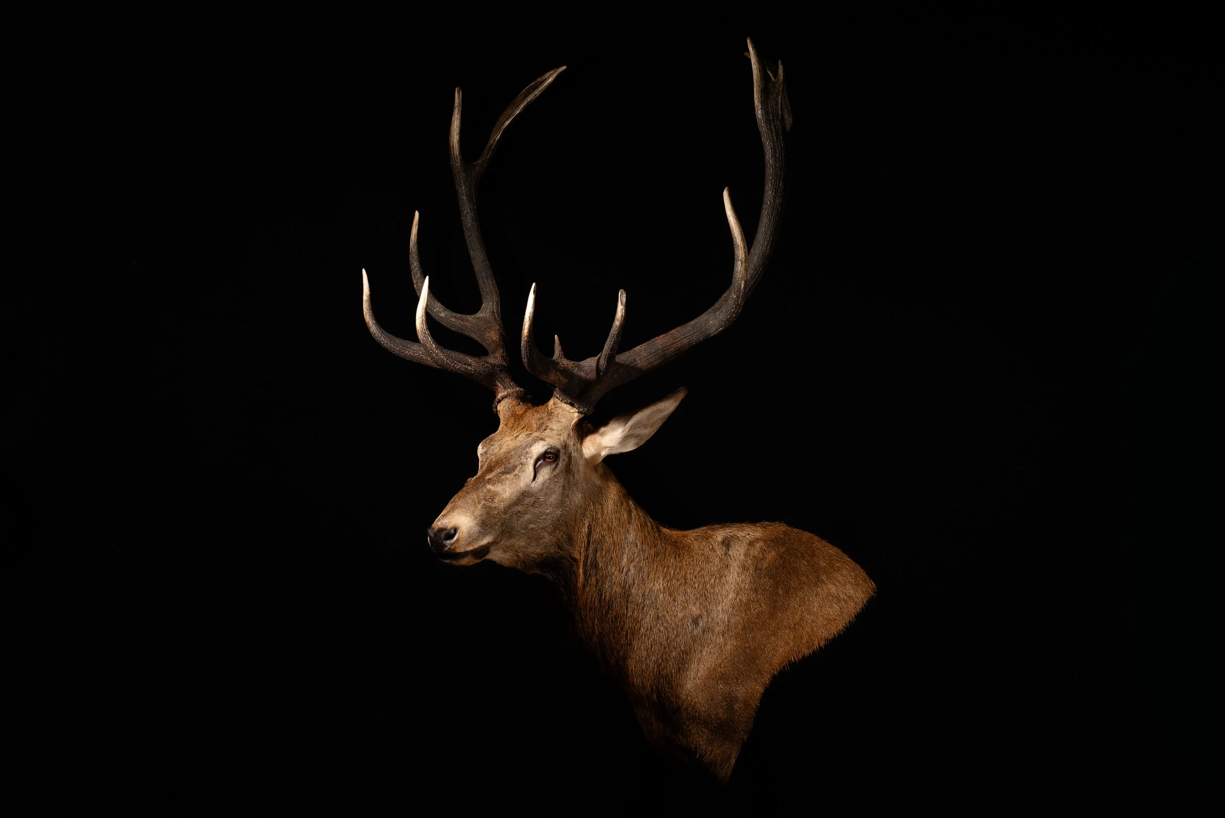 Red Deer Stag Wall Pedestal  Shot in NSW Australia. Mounted by Porterhouse Taxidermy. Central West NSW, Cowra Area. Taxidermists. Deer Hunting Australia.