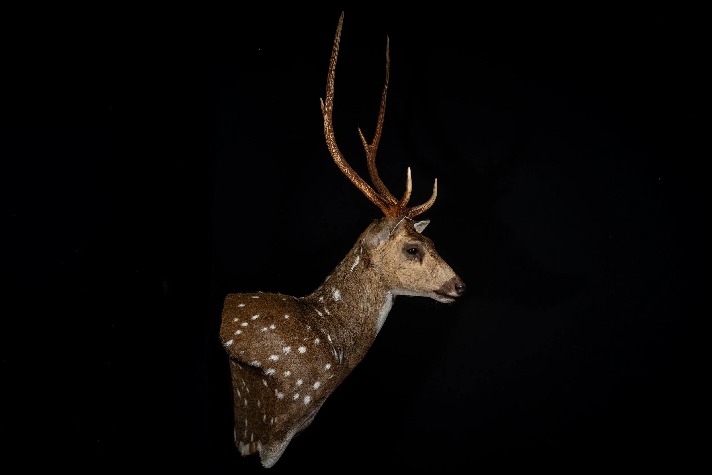 Chital Deer Stag Wall Pedestal Mount by Central West NSW Taxidermists, Porterhouse Taxidermy