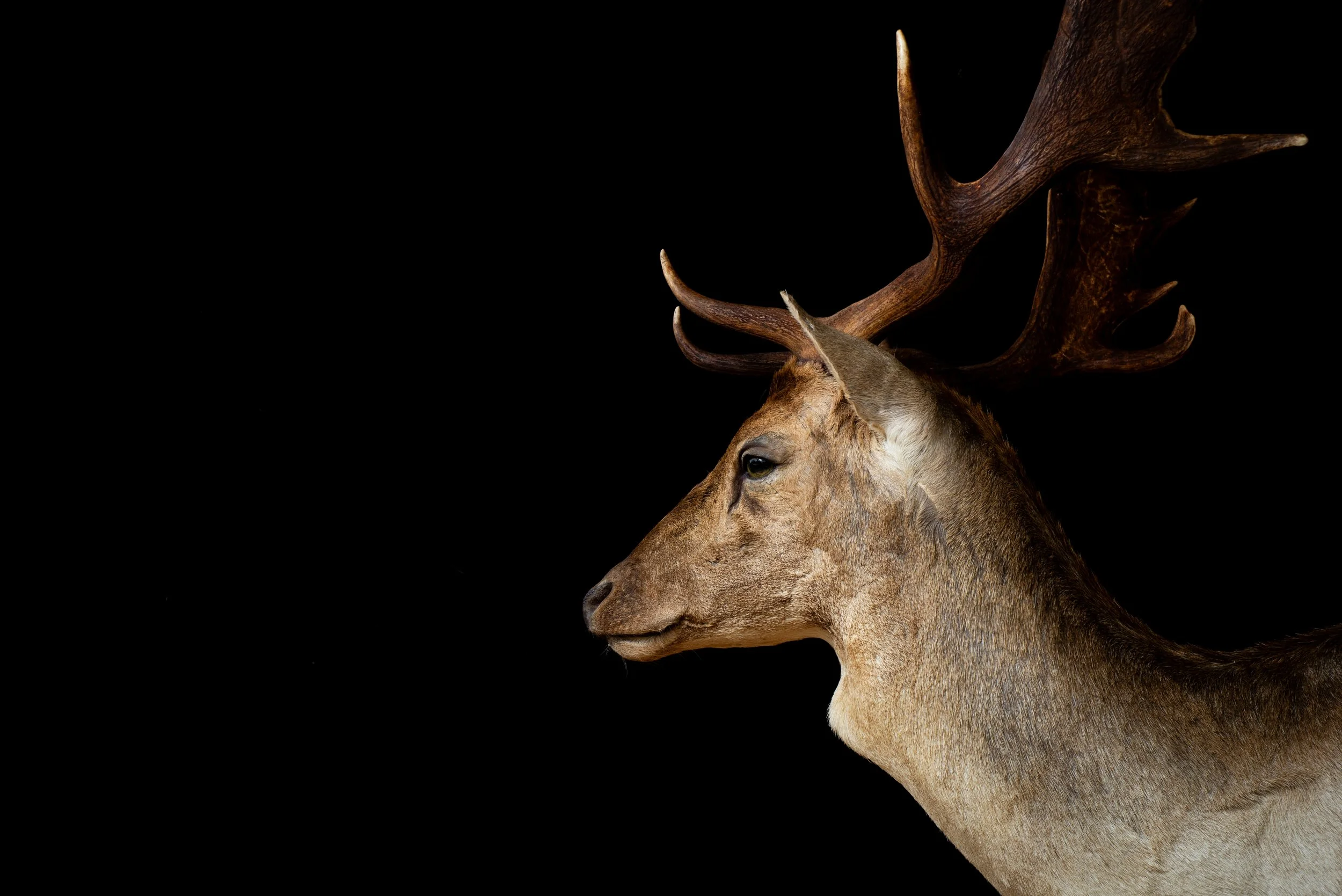 Fallow Deer Buck Mount by Central West NSW Taxidermists, Porterhouse Taxidermy