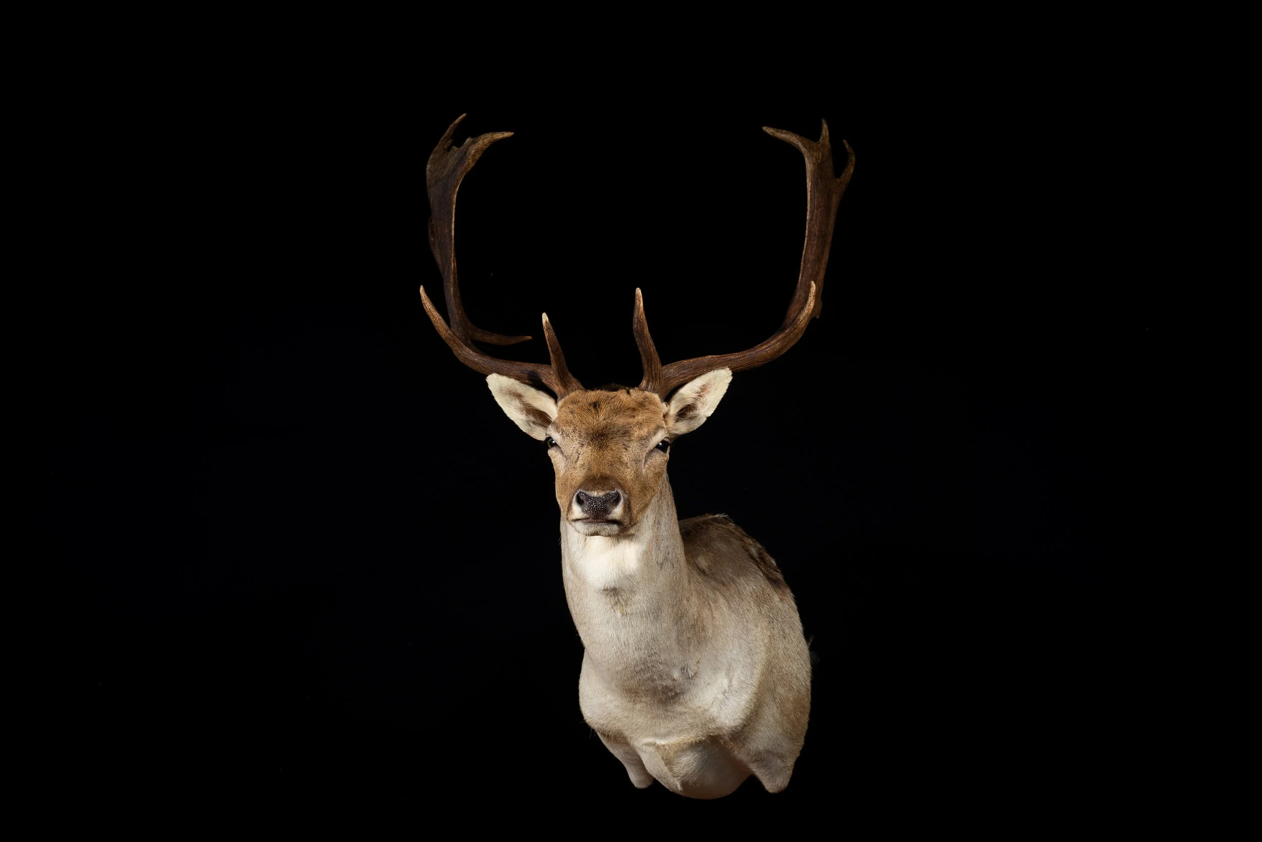 Fallow Deer Buck Mount by Central West NSW Taxidermists, Porterhouse Taxidermy