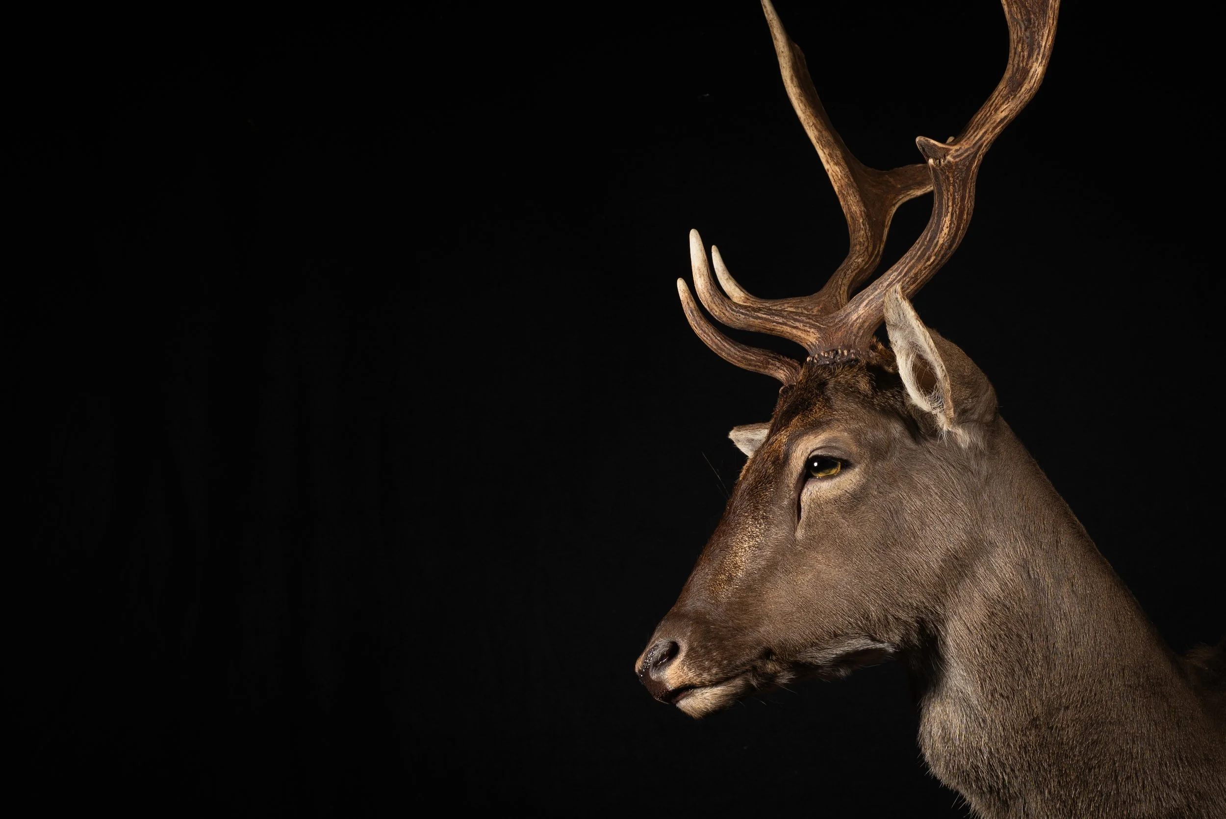 Fallow Deer Buck Mount by Central West NSW Taxidermists, Porterhouse Taxidermy