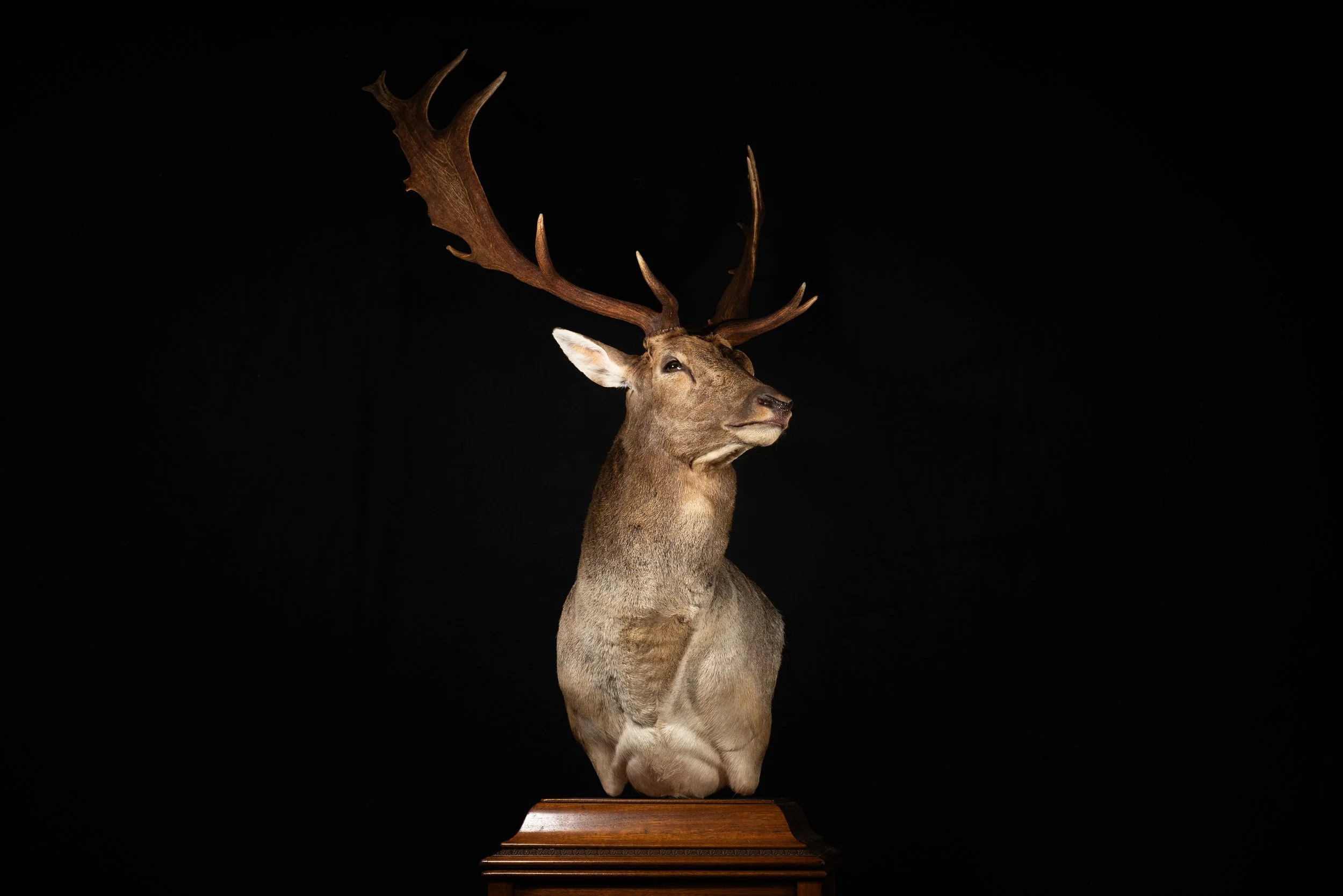 Fallow Deer Buck Floor Pedestal Mount by Central West NSW Taxidermists, Porterhouse Taxidermy
