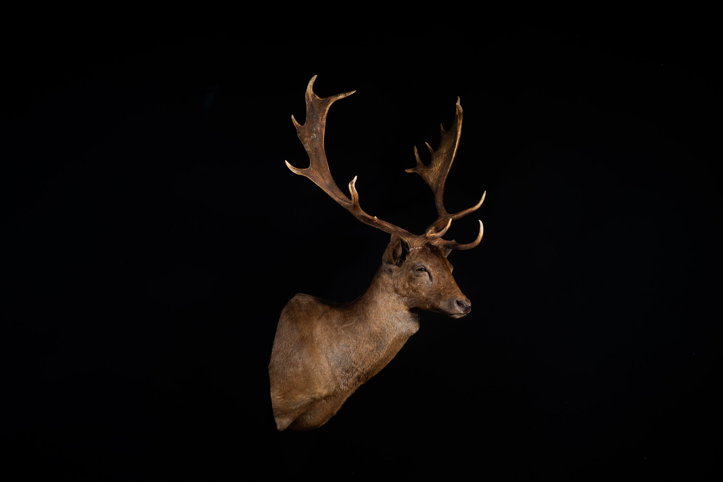 Fallow Deer Buck Mount by Central West NSW Taxidermists, Porterhouse Taxidermy