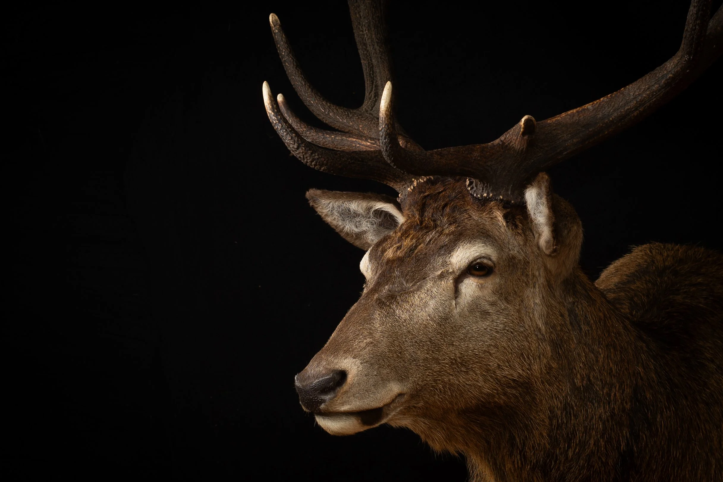 Red Deer Stag,  Australia. Porterhouse Taxidermy. Central West NSW, Cowra Area. Taxidermists. Deer Hunting Australia.