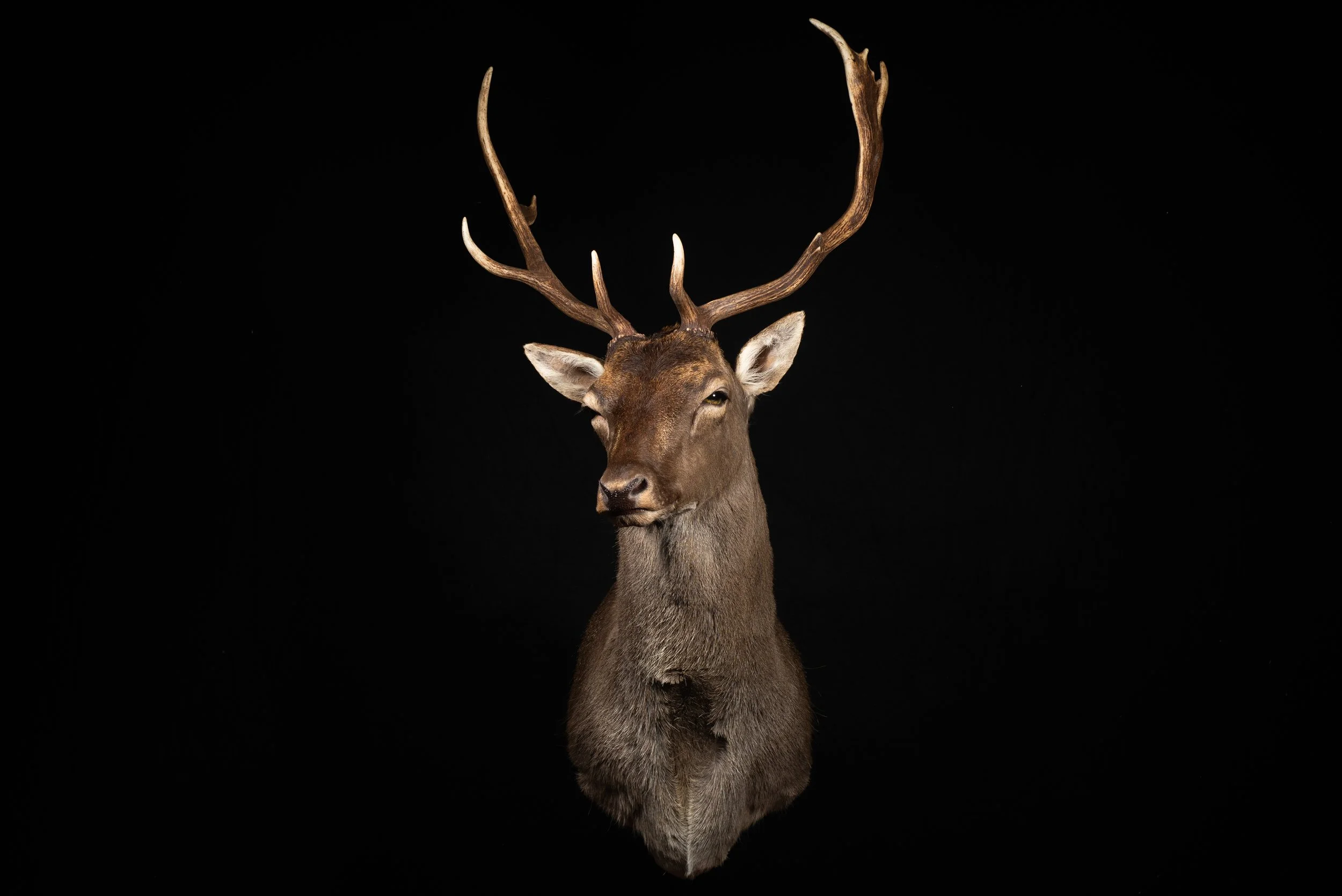 Fallow Deer Buck Mount by Central West NSW Taxidermists, Porterhouse Taxidermy