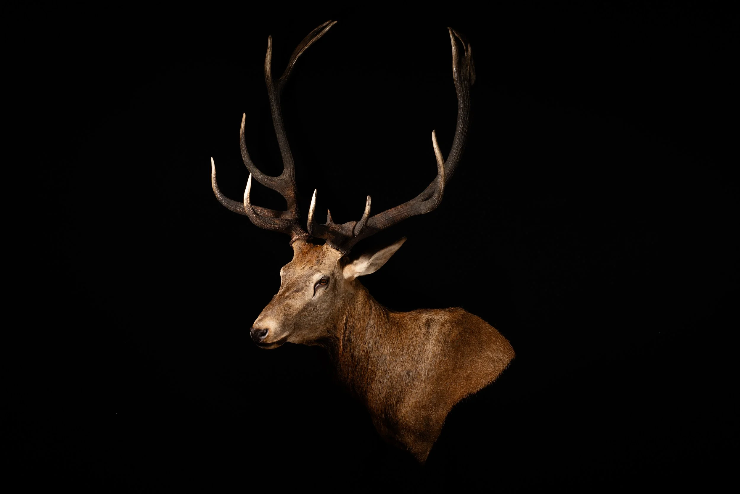 Red Deer Stag Wall Pedestal  Shot in NSW Australia. Mounted by Porterhouse Taxidermy. Central West NSW, Cowra Area. Taxidermists. Deer Hunting Australia.