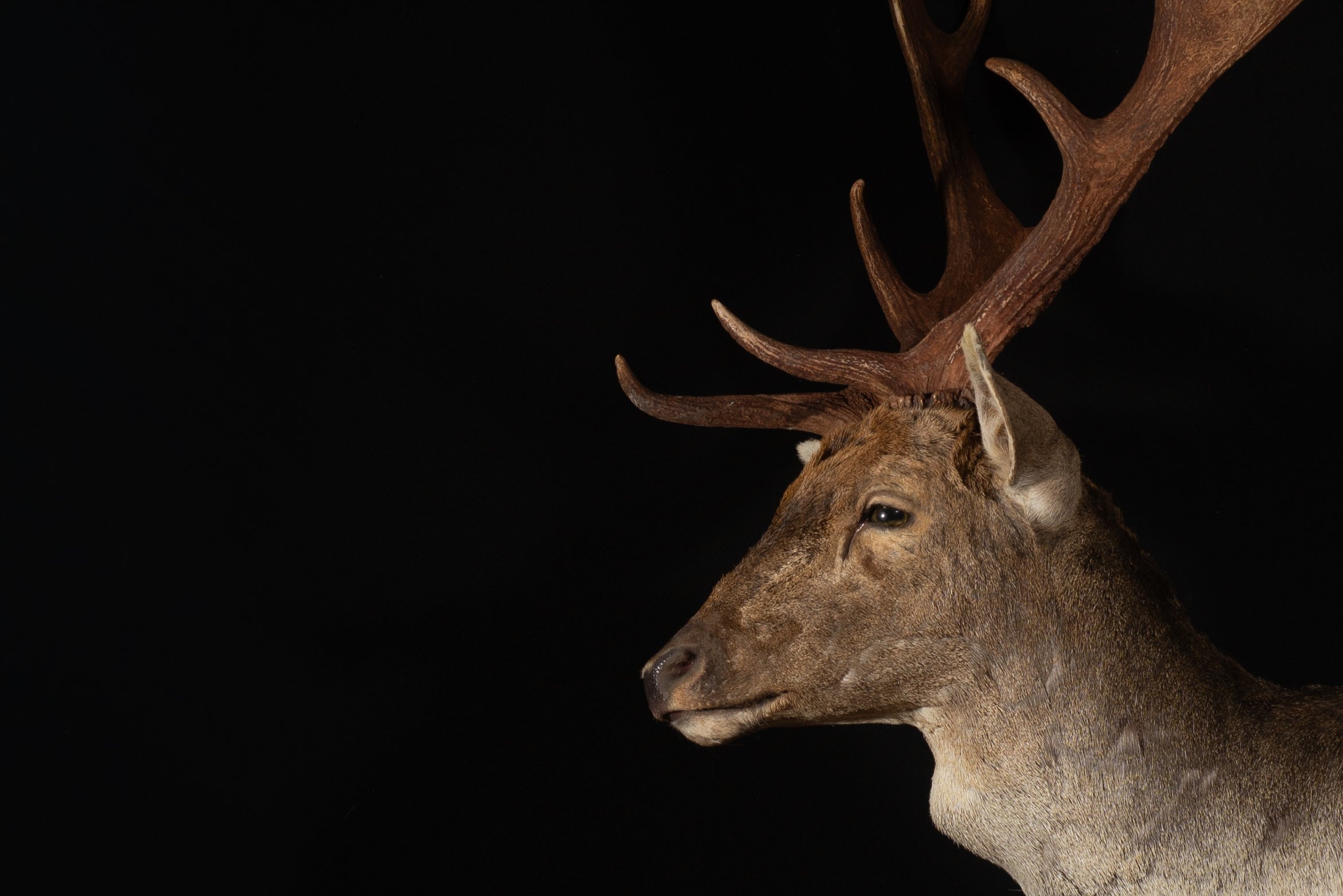 Fallow Deer Buck Mount by Central West NSW Taxidermists, Porterhouse Taxidermy