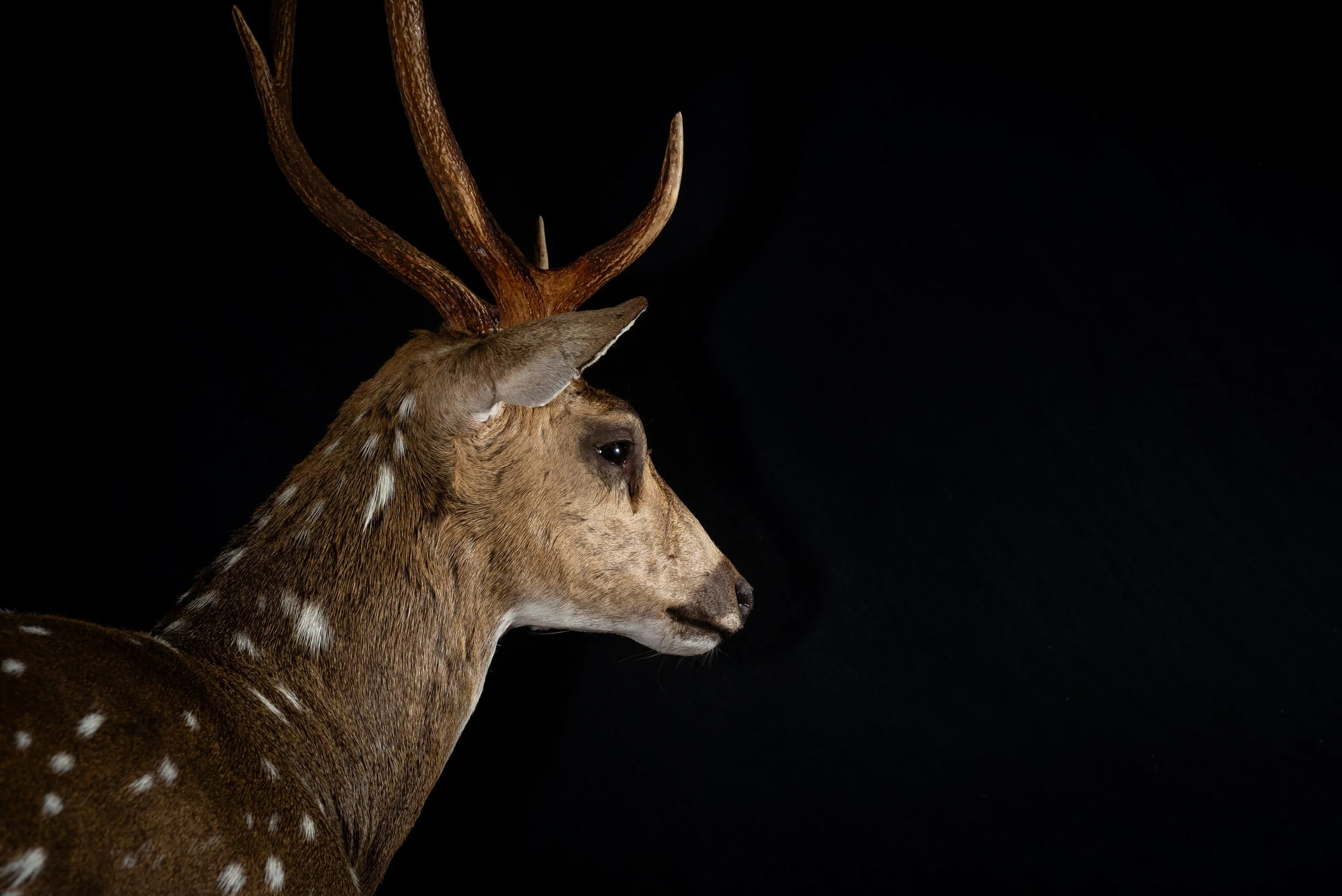 Chital Deer Stag Wall Pedestal Mount by Central West NSW Taxidermists, Porterhouse Taxidermy