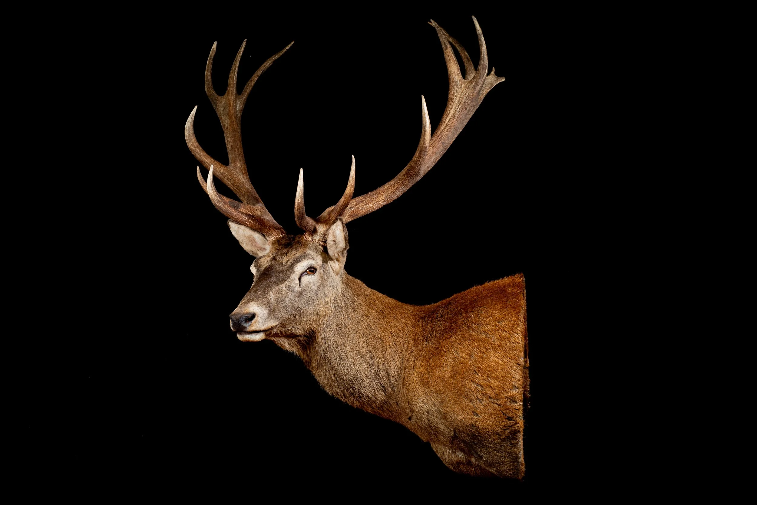 Red Deer Stag Shot in NSW Australia. Porterhouse Taxidermy. Central West NSW, Cowra Area. Taxidermists. Deer Hunting Australia.