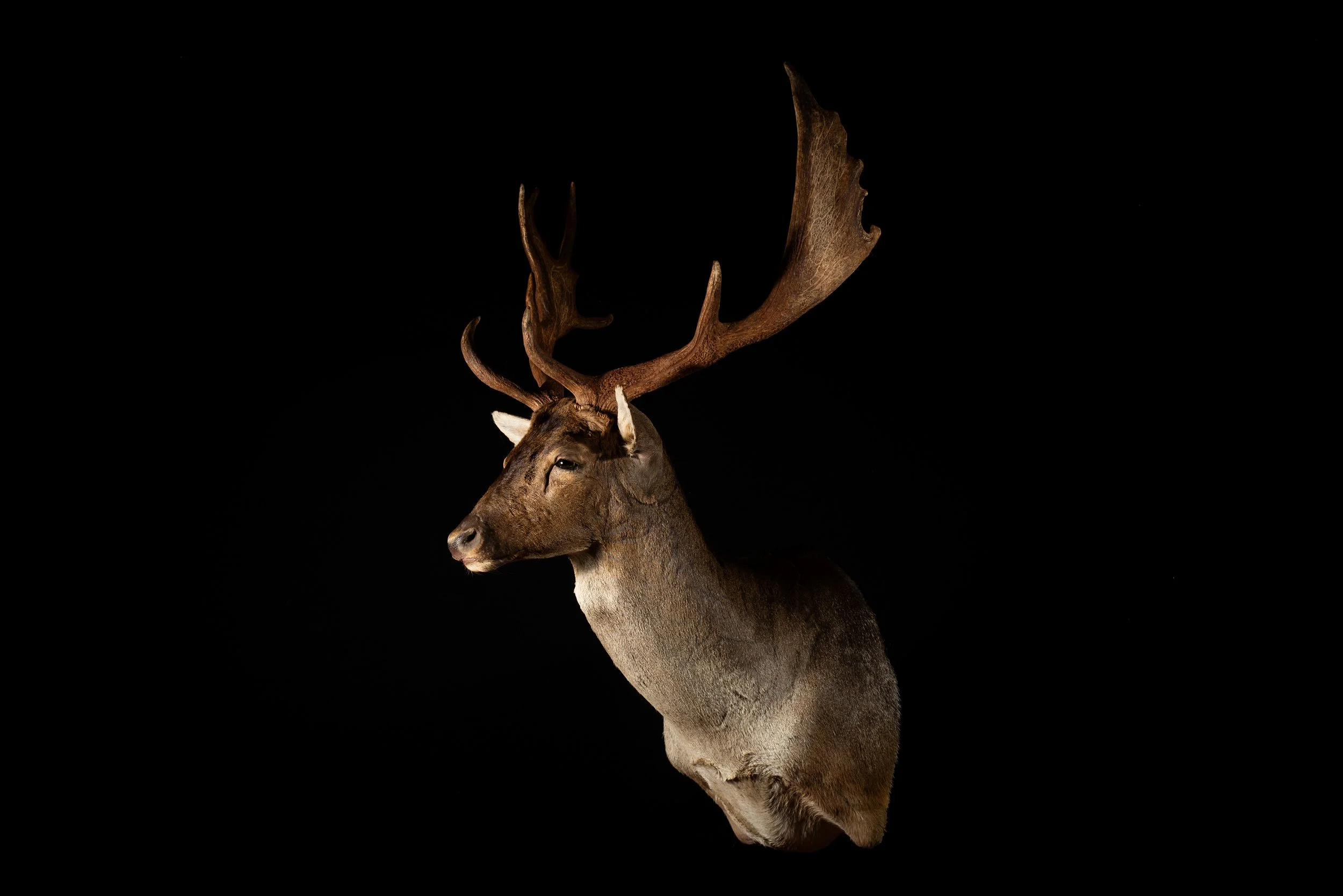 Fallow Deer Buck Mount by Central West NSW Taxidermists, Porterhouse Taxidermy