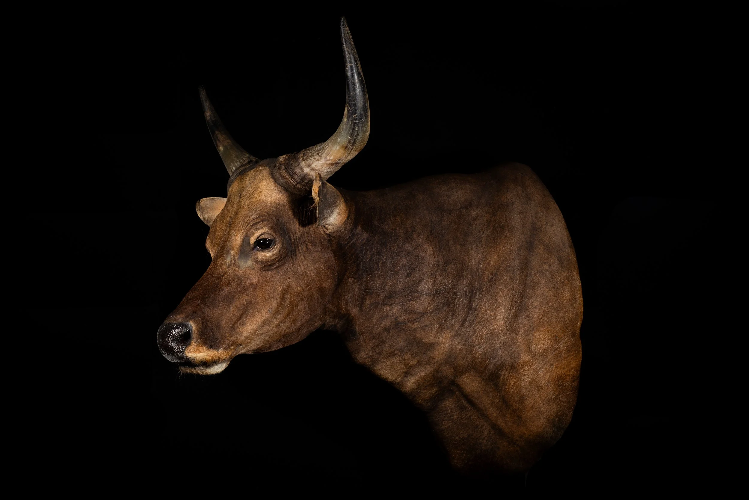 Banteng Shoulder Mount by Central West NSW Taxidermists, Porterhouse Taxidermy