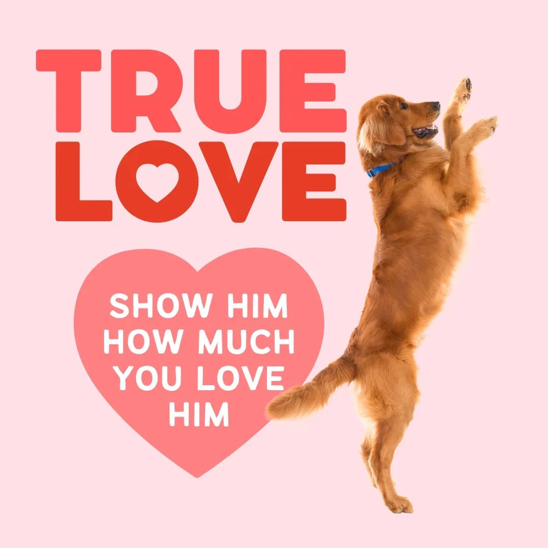 A Special Valentine’s Day Treat for Your Dog (With a Simple, Safe Recipe!)