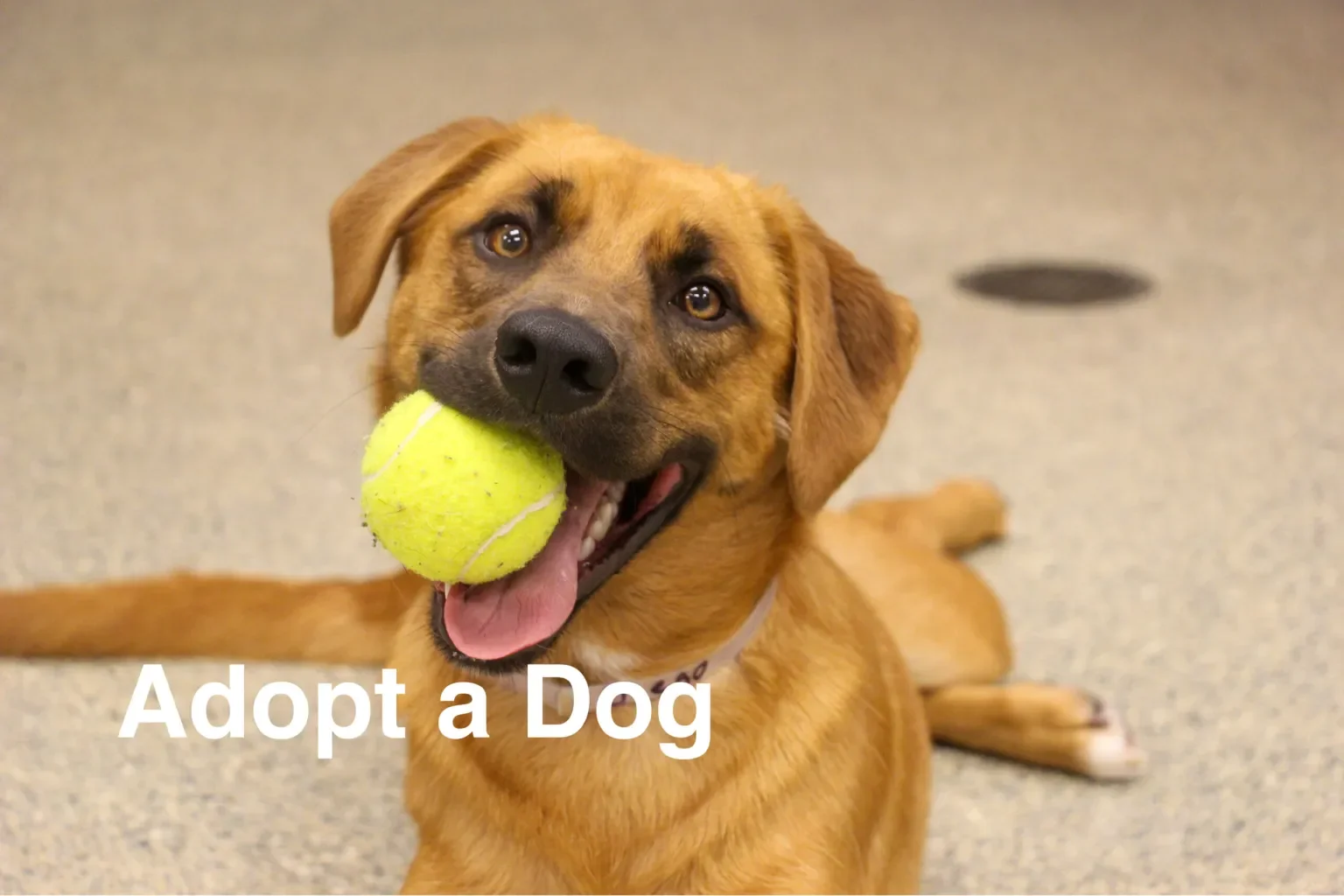 Before Bringing Home Your Newest Furbaby