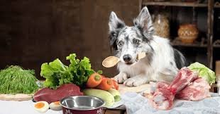 Healthy Foods Dogs Can Eat