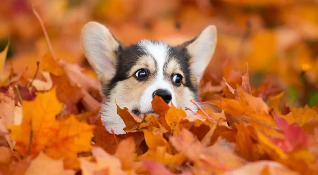 The Last Days of Fall: Preparing for Winter with Our Pups