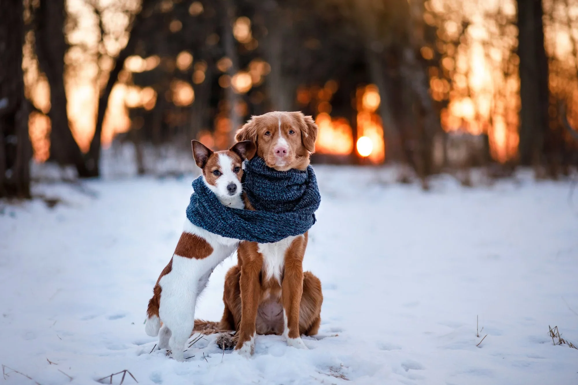 Keeping Your Pup Warm and Comfortable in Winter