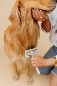 FAQ Series: Brushing