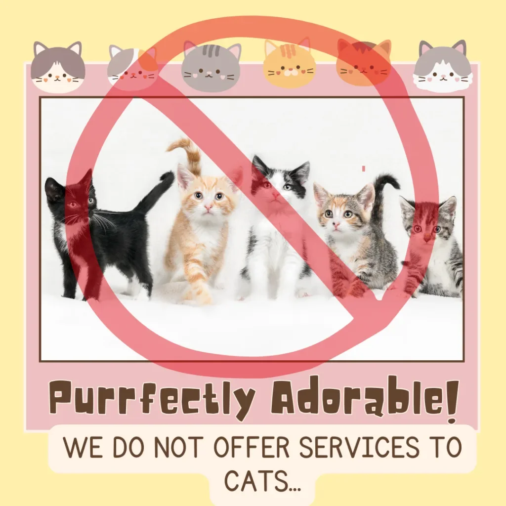 Closer Look: Why I Don’t Groom Cats