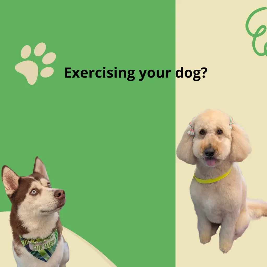 Get Moving: The Importance of Exercising Your Dog!🐾