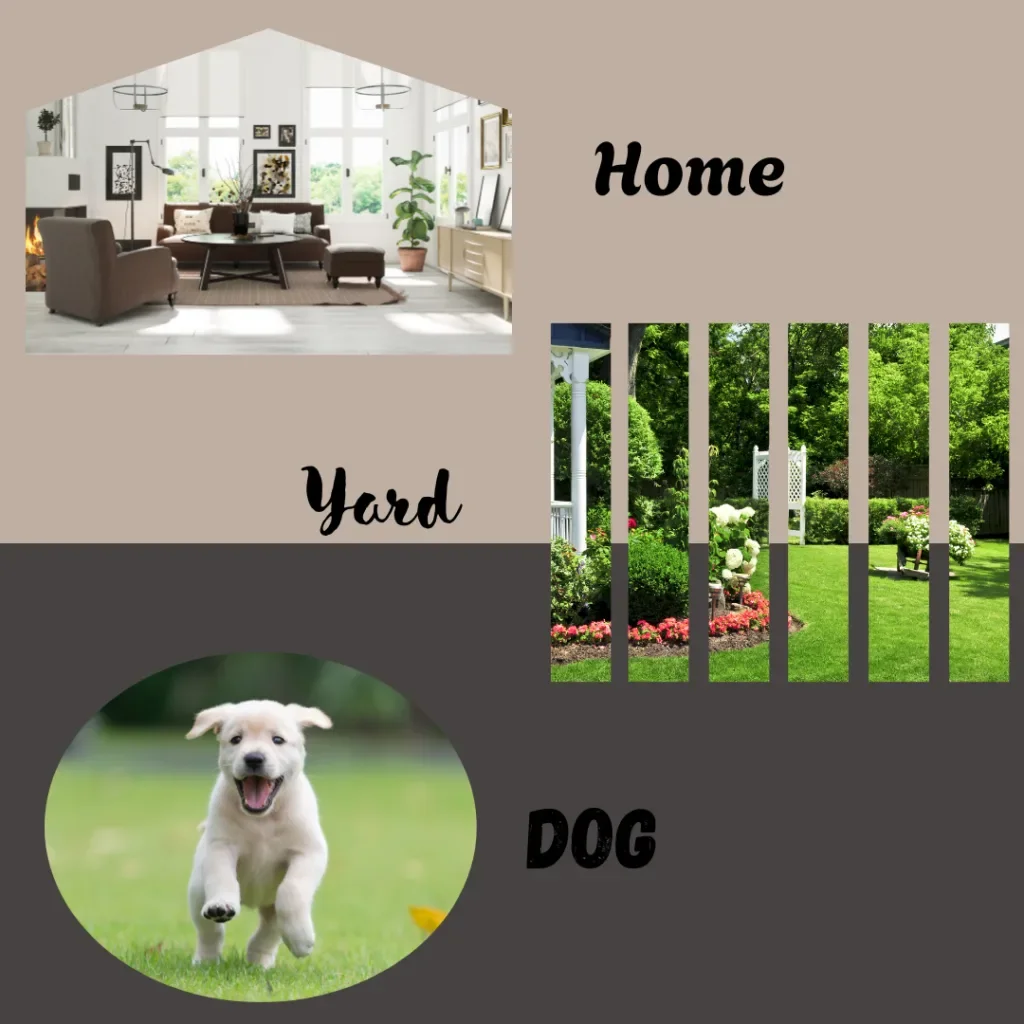 Flea and Tick Control: It’s Not Just About Your Dog!🐾