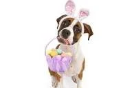 Easter Fun with Hard-Boiled Eggs: Are They Safe for Your Pup? 🐾🥚