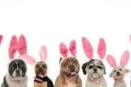 Hop Into Fun: Easter Egg Hunt for Your Pup!