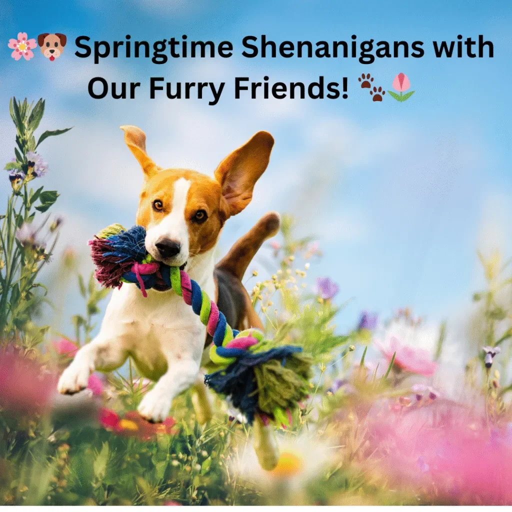 Springtime Shenanigans with Our Furry Friends!🐾🌷🌸🐶