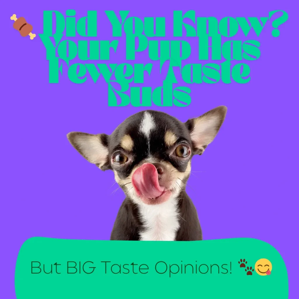 Did You Know: Taste Buds