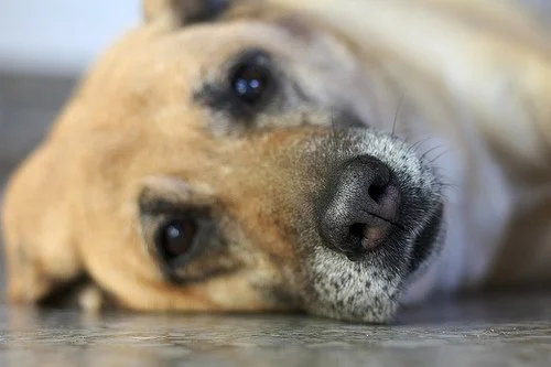 5 Things a Dog Might Do If They Have Cancer