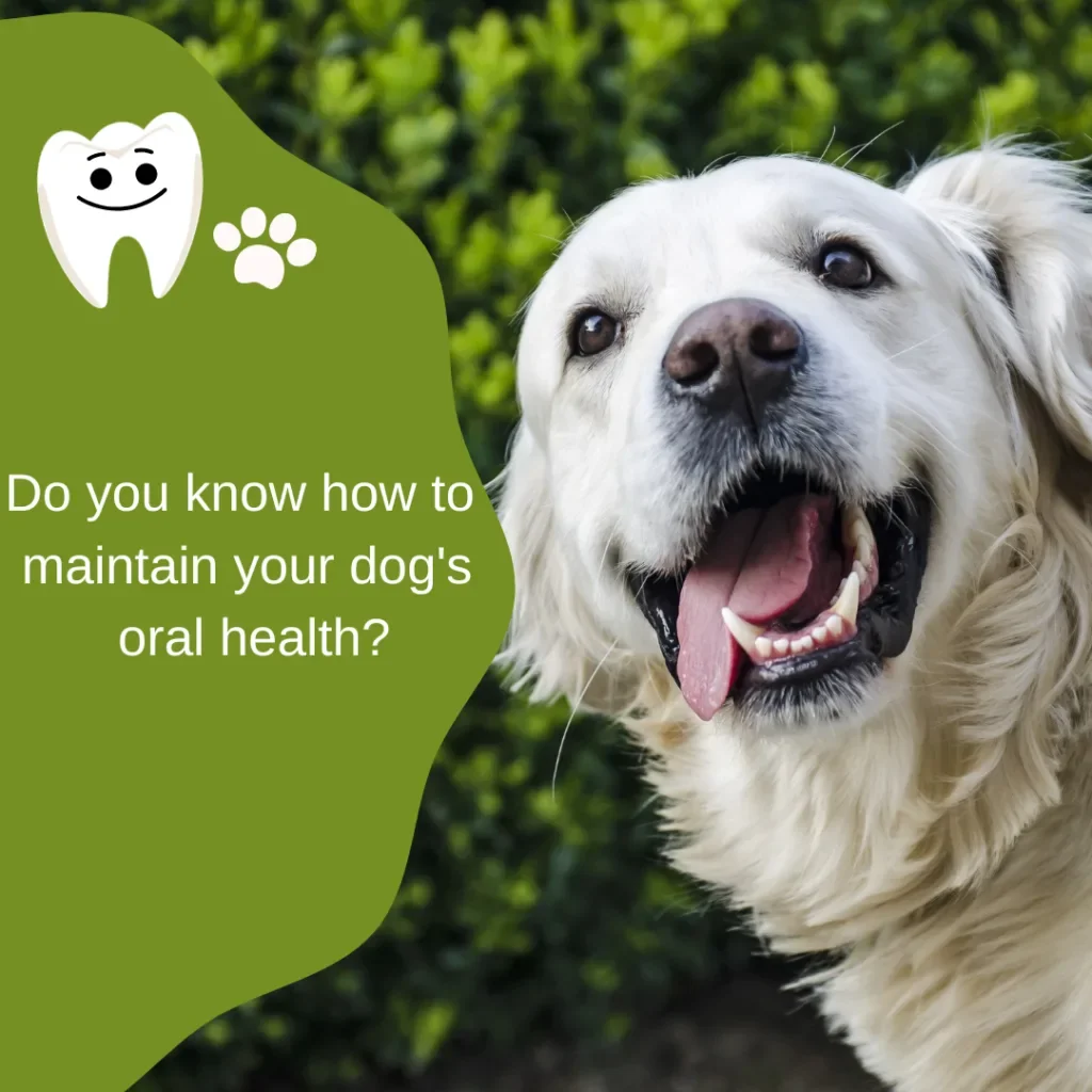 🦷🐾 Caring for Your Dog’s Teeth