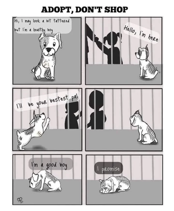 Adopt Don’t Shop