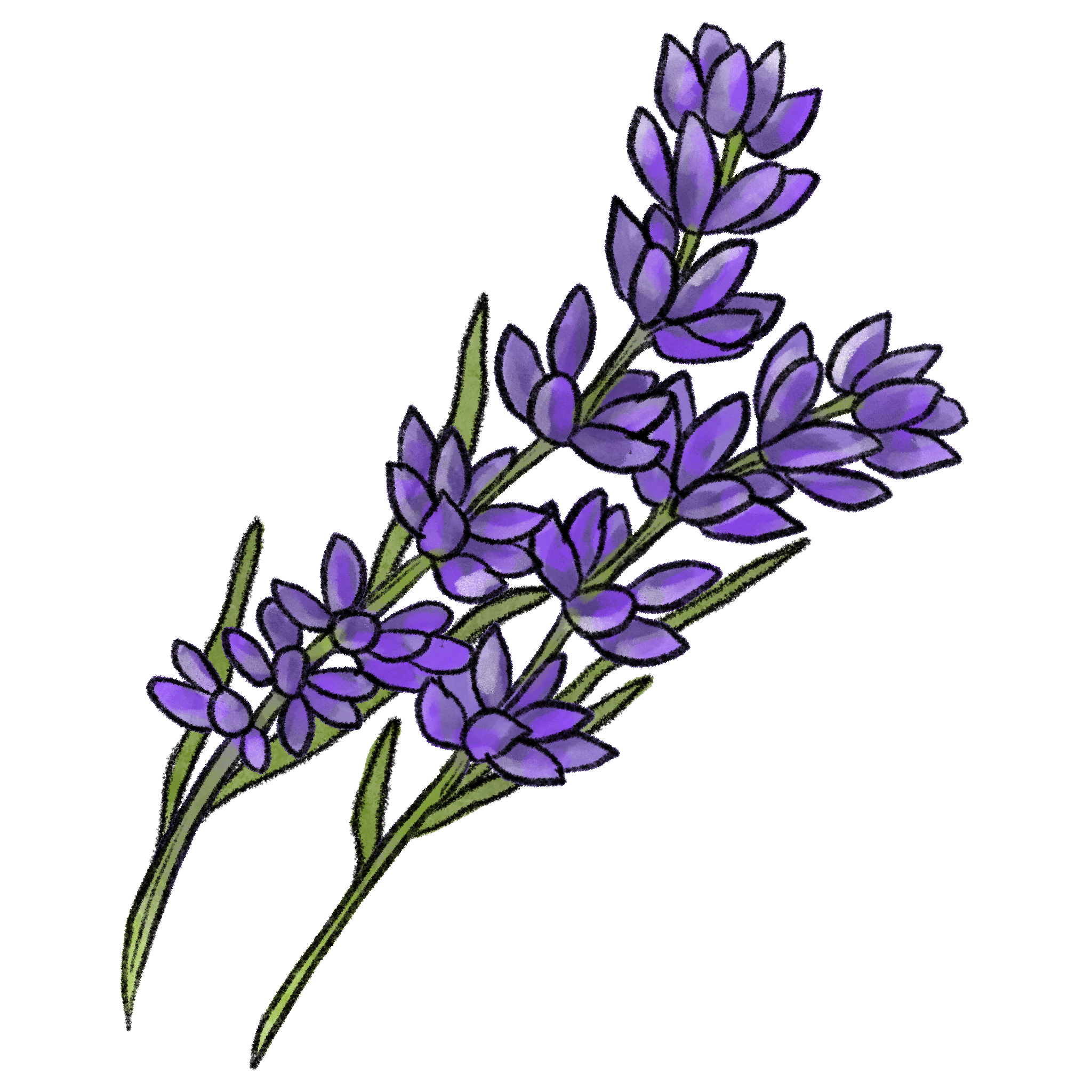 Lavender copy.png