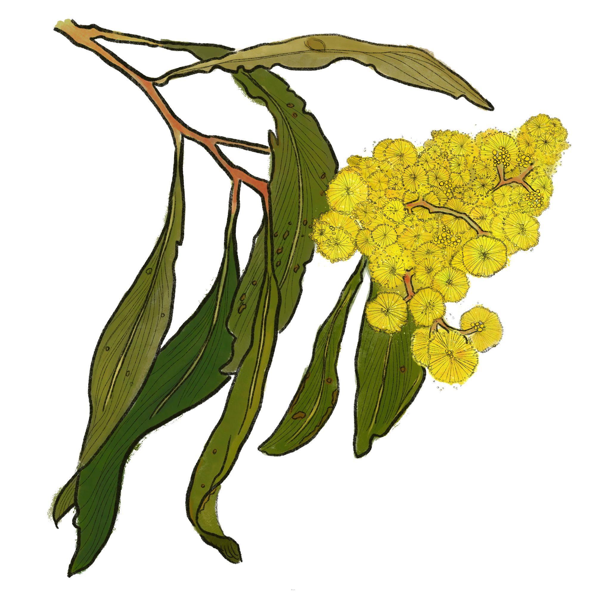 golden-wattle copy.png