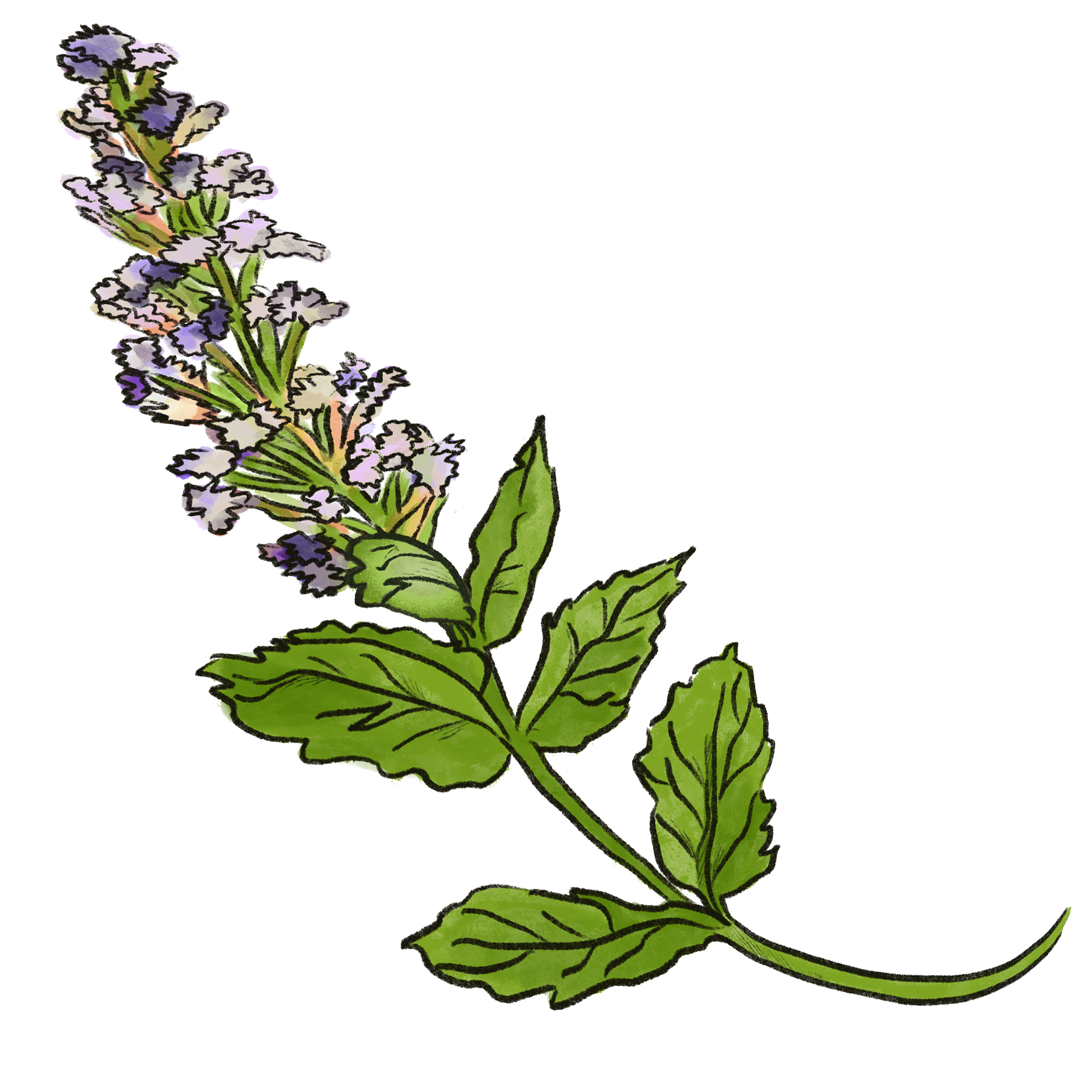 patchouli-blossom copy.png
