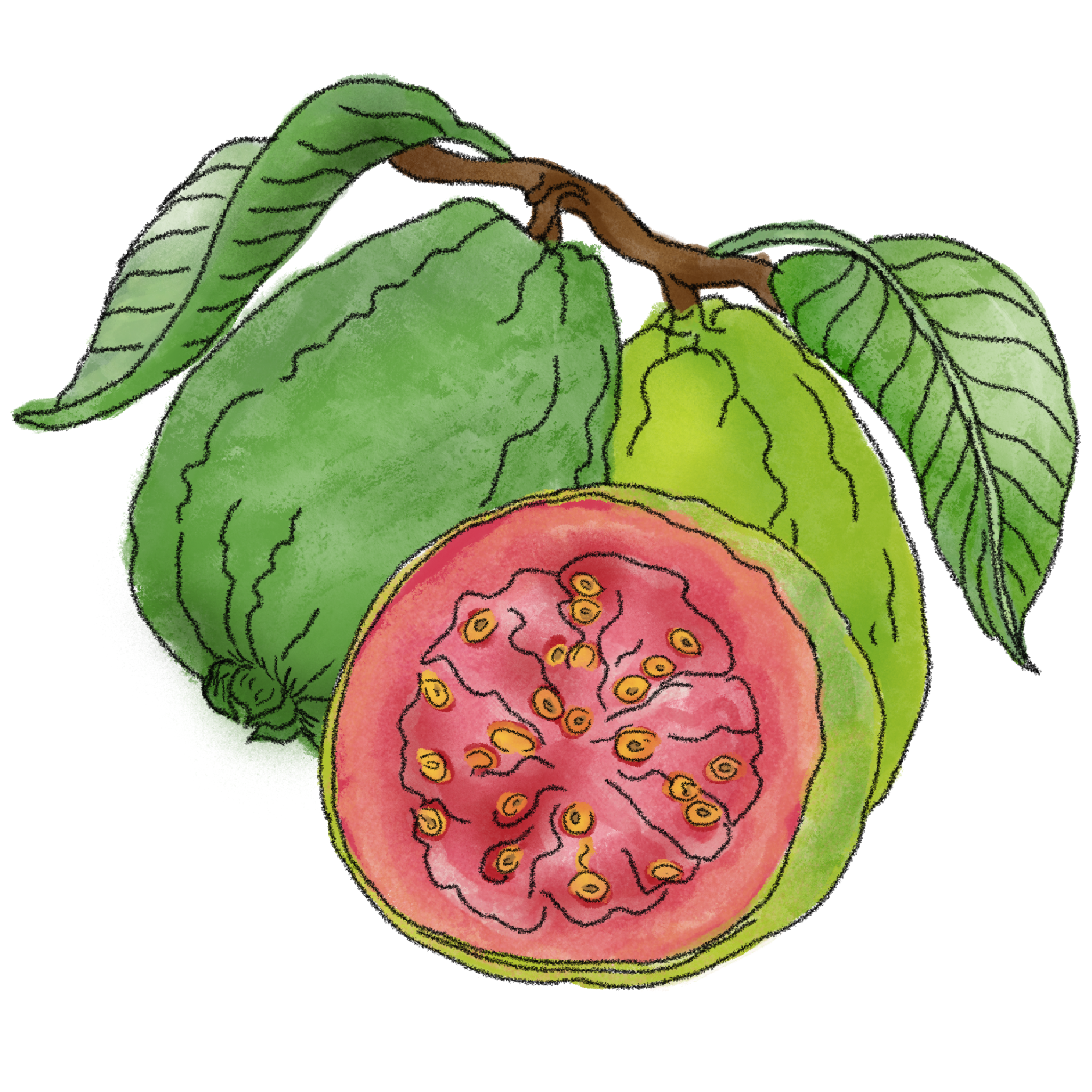 Guava copy.png